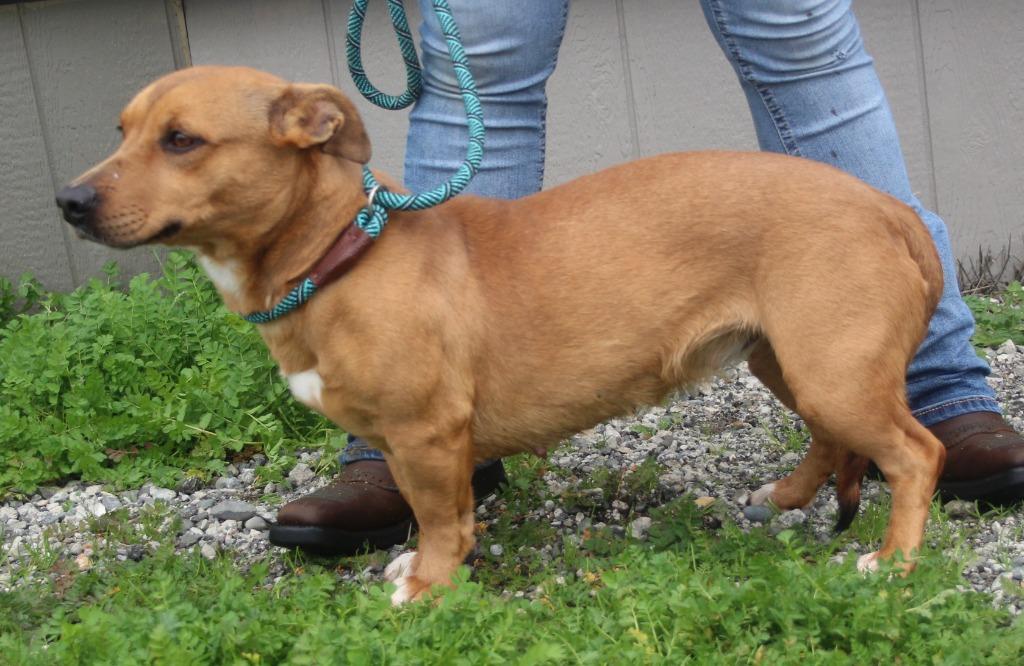 Cabernet, Adoptable, Young Female Pit Bull Terrier & Mixed Breed.