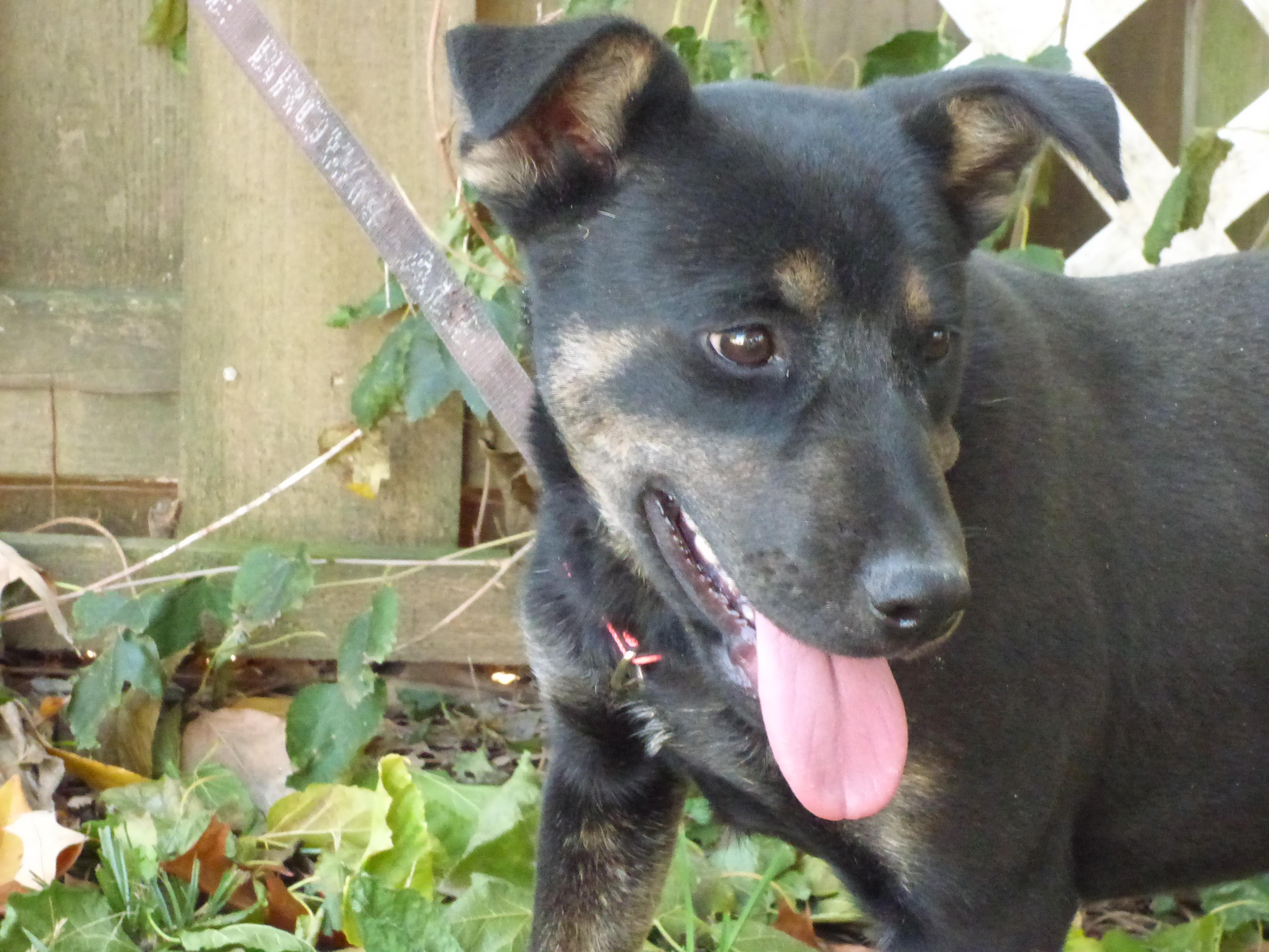 Enlarge Ingrid, a Adoptable mixed breed in Harrisburg, PA image 1/5