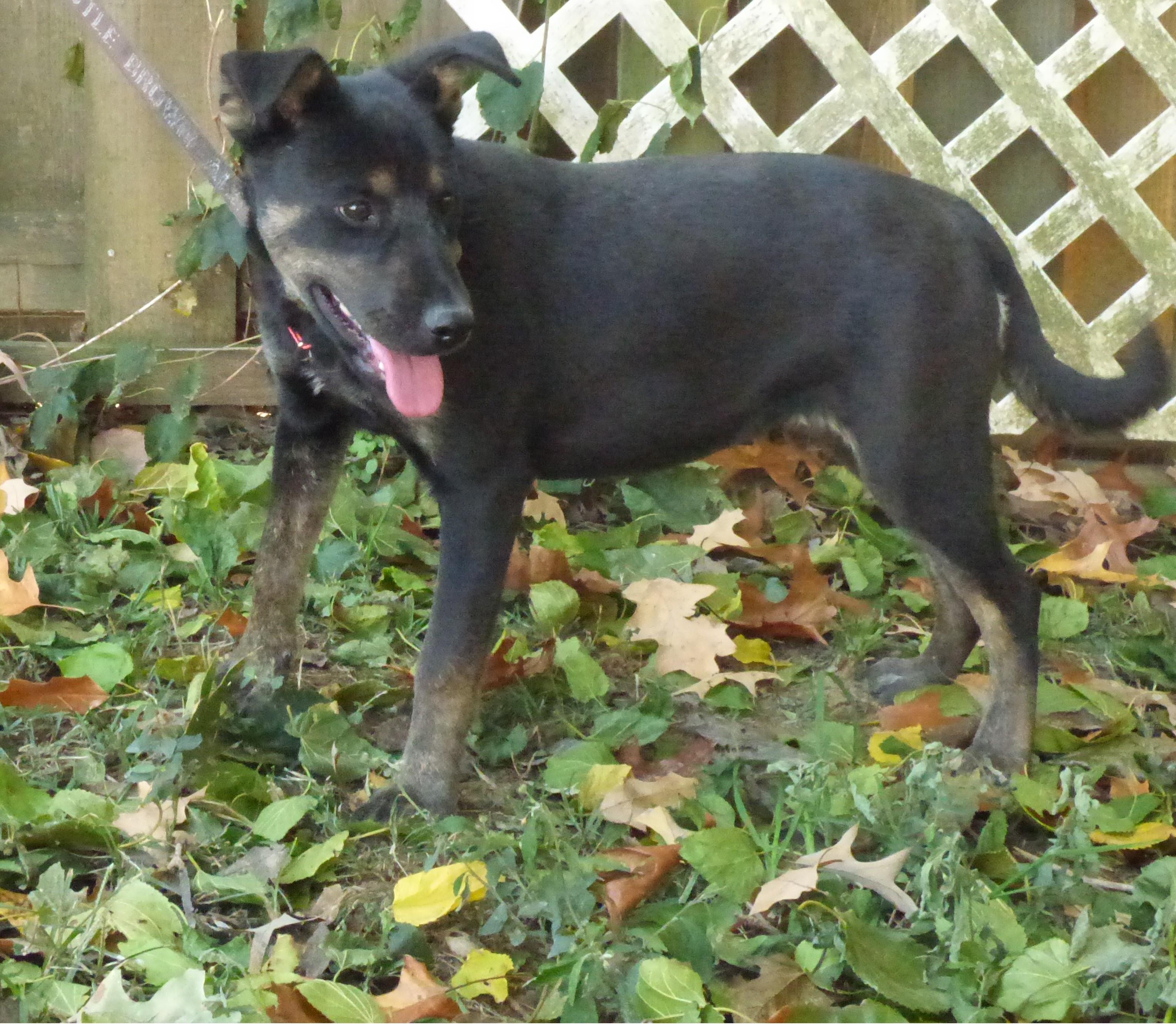 Enlarge Ingrid, a Adoptable mixed breed in Harrisburg, PA image 3/5