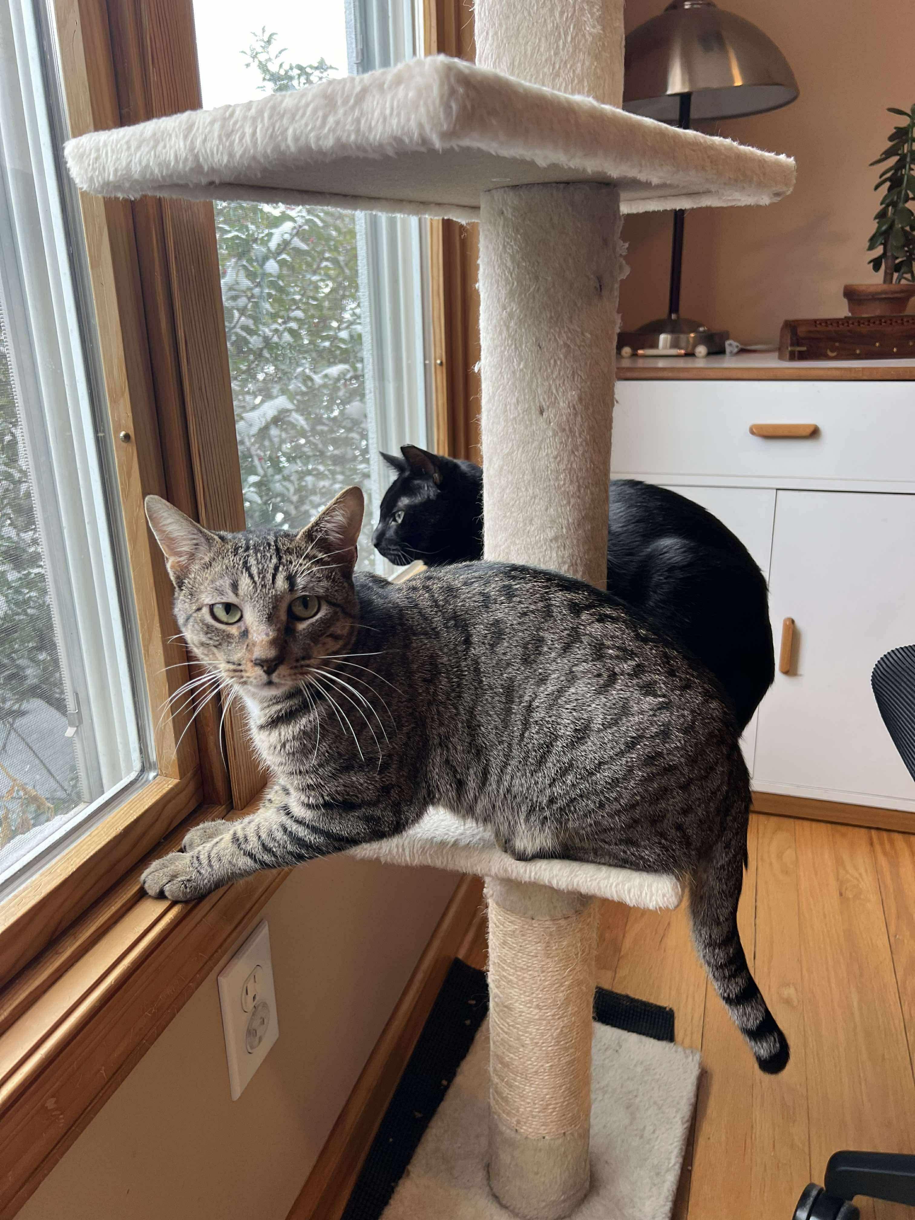 Hansel, Adoptable, Young Male Domestic Short Hair.