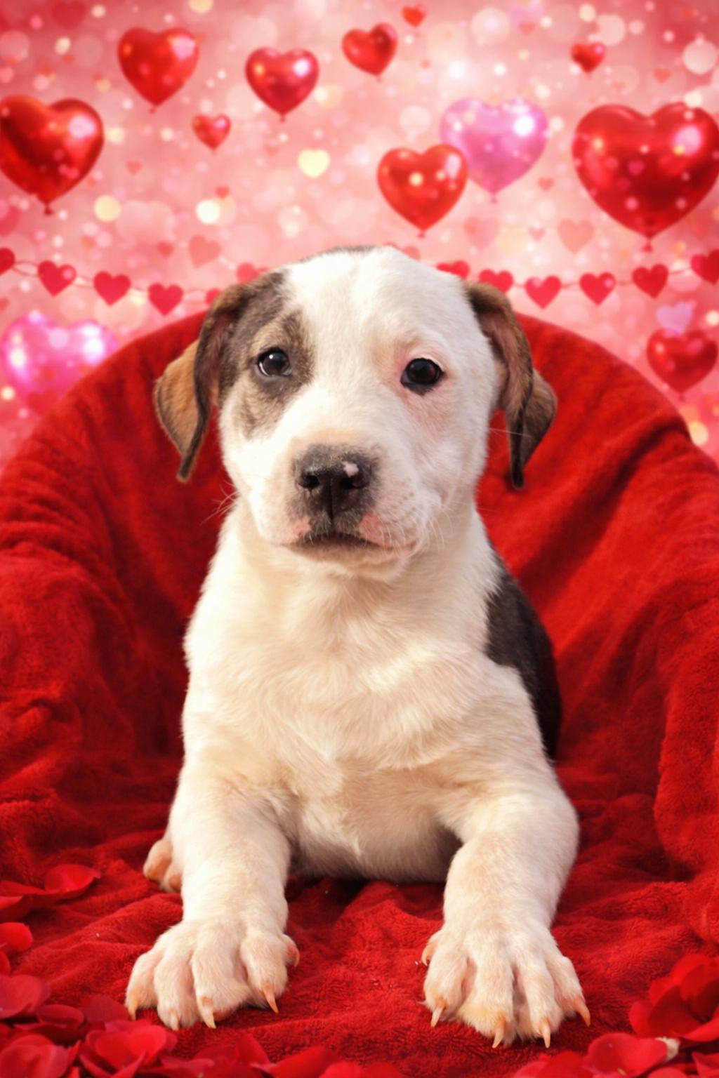 Enlarge DOUGIE   $425, a ADOPTABLE mixed breed in Milwaukee, WI image 2/5