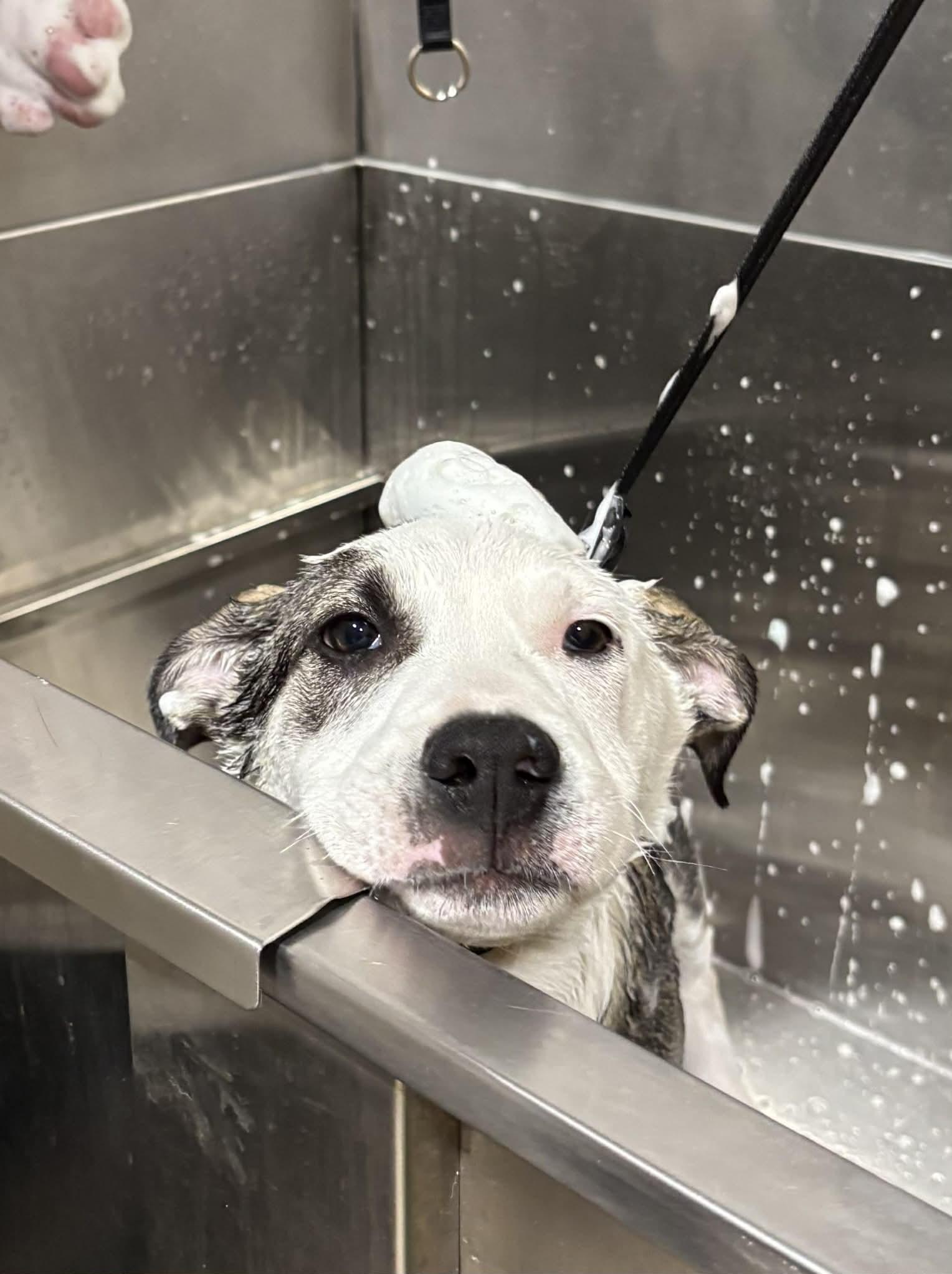 Enlarge DOUGIE   $425, a ADOPTABLE mixed breed in Milwaukee, WI image 4/5