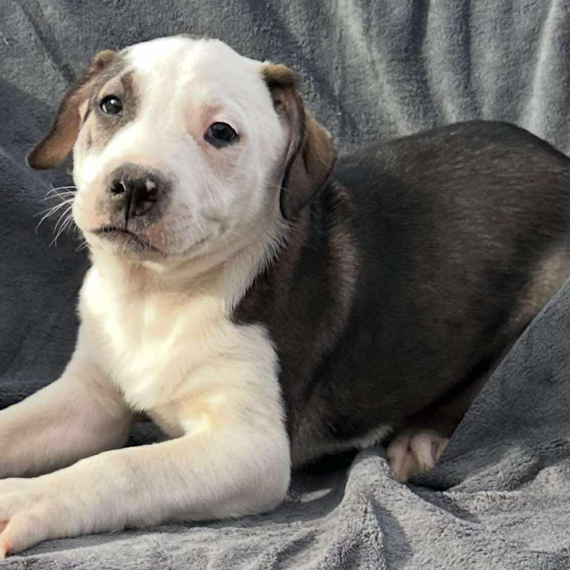 Enlarge DOUGIE   $425, a ADOPTABLE mixed breed in Milwaukee, WI image 3/5