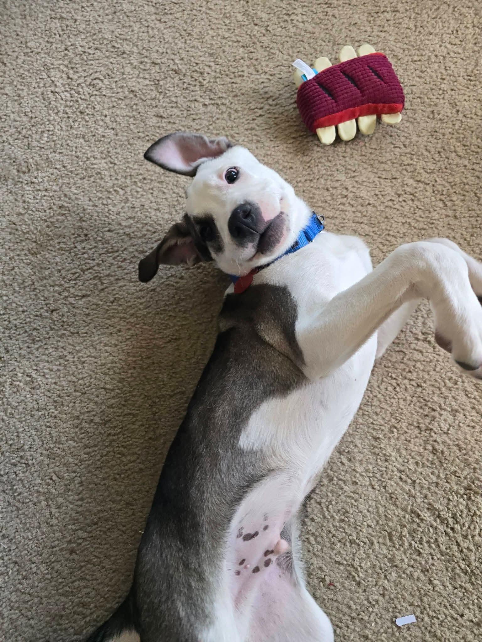 Enlarge DOUGIE   $425, a ADOPTABLE mixed breed in Milwaukee, WI image 1/5