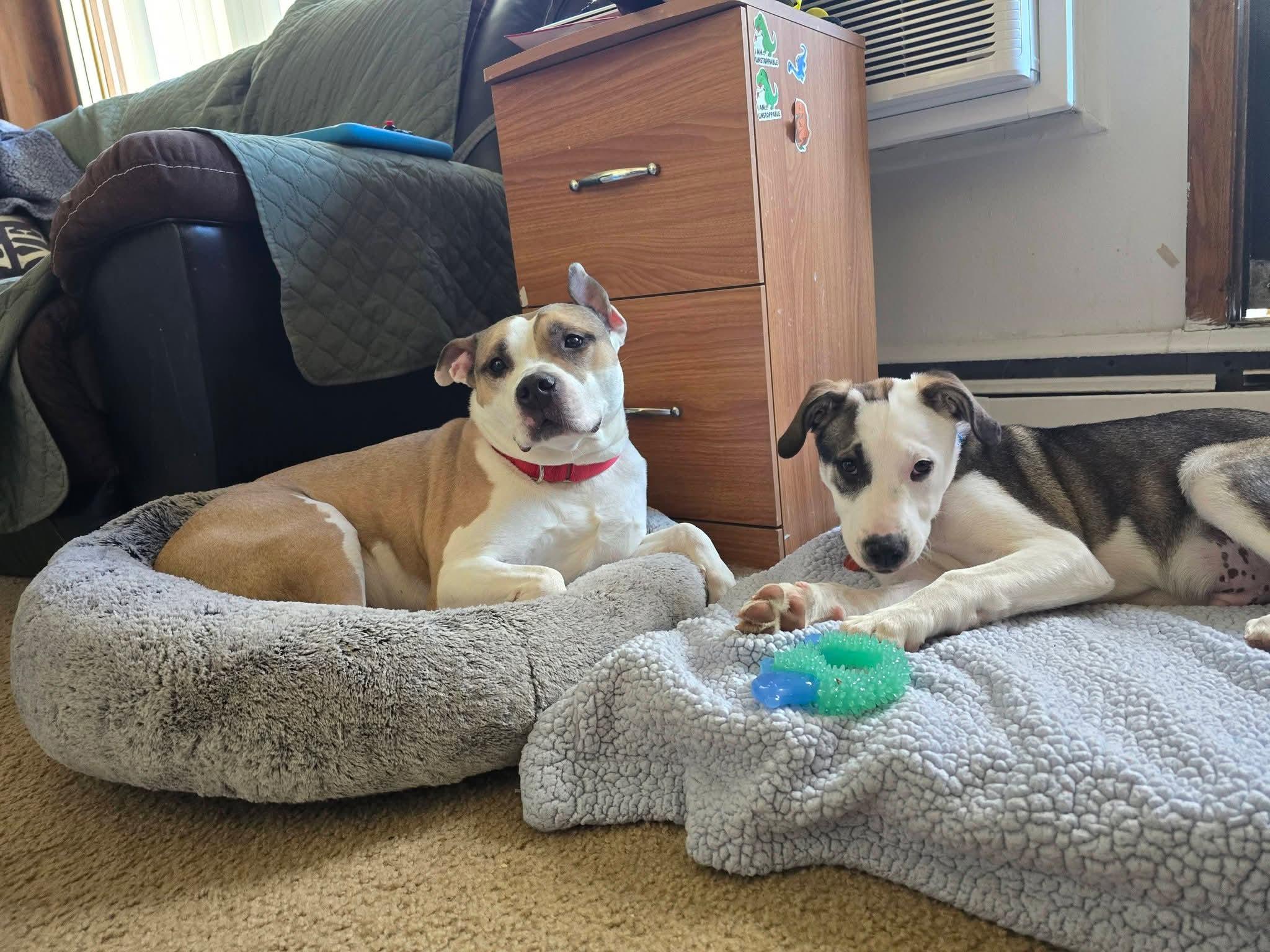 Enlarge DOUGIE   $425, a ADOPTABLE mixed breed in Milwaukee, WI image 5/5