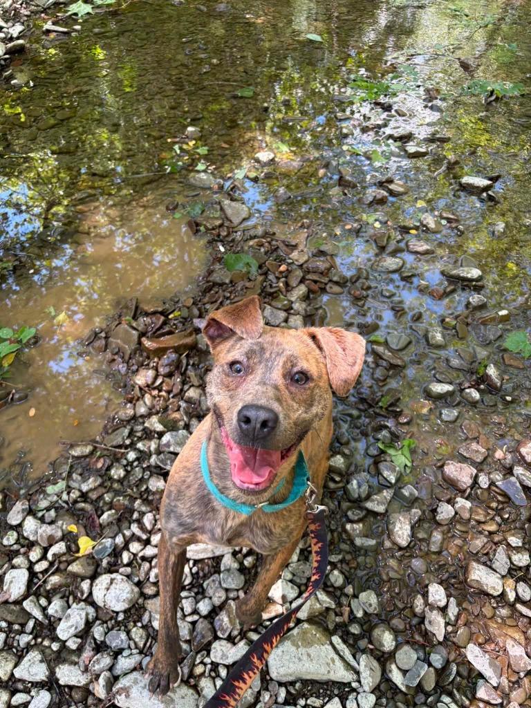 Enlarge Robin, a Adoptable mixed breed in Waverly, NY image 2/6