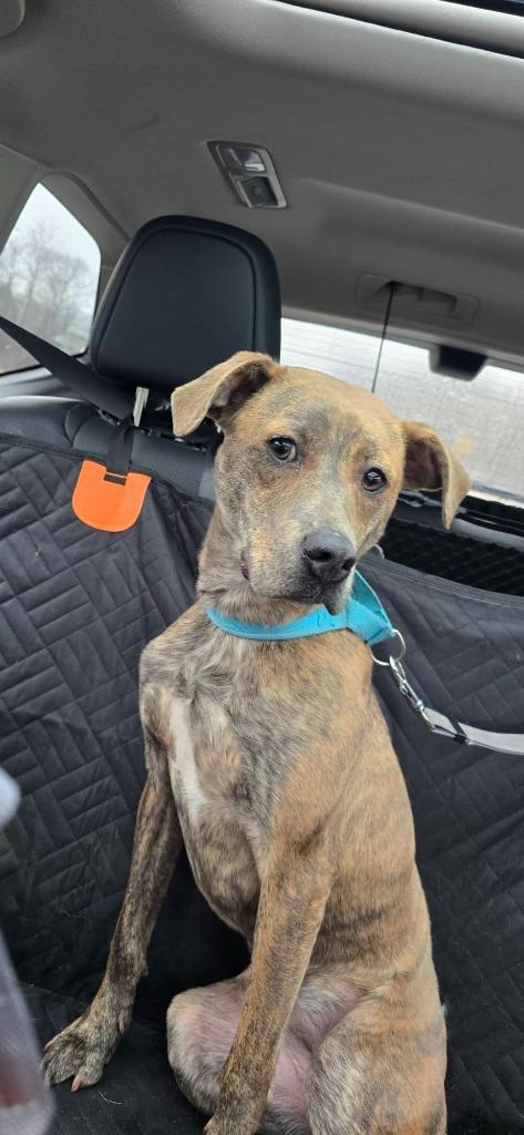Enlarge Robin, a Adoptable mixed breed in Waverly, NY image 5/5