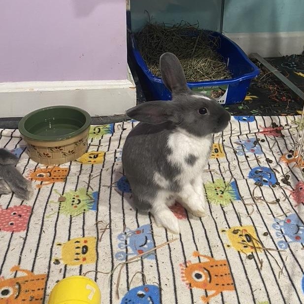 Zipper & Buttons, Adopted, Baby Male American.