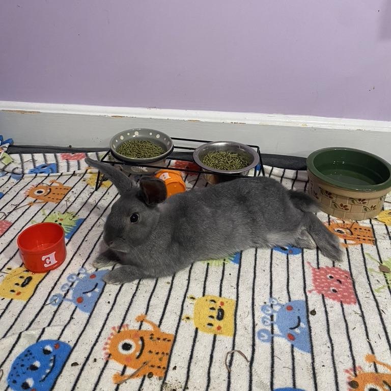 Enlarge Zipper & Buttons, a Adopted American in North salem, NY image 3/3