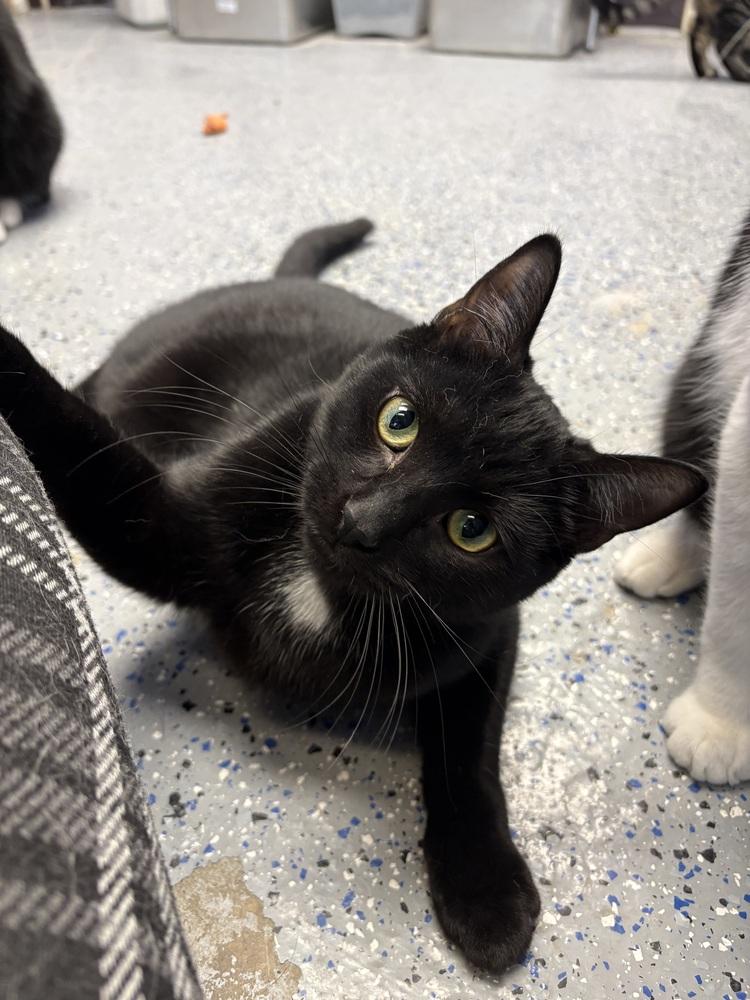 Enlarge Jon, a Adoptable mixed breed in Mishawaka, IN image 1/6