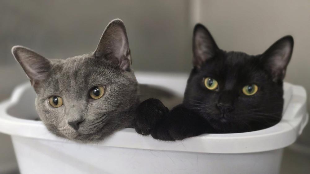 Jon, Adoptable, Kitten Male Domestic Short Hair.