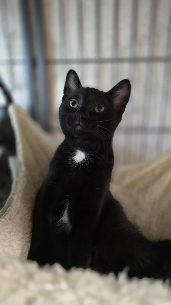 Jon, a Adoptable mixed breed in Mishawaka, IN image 2/6