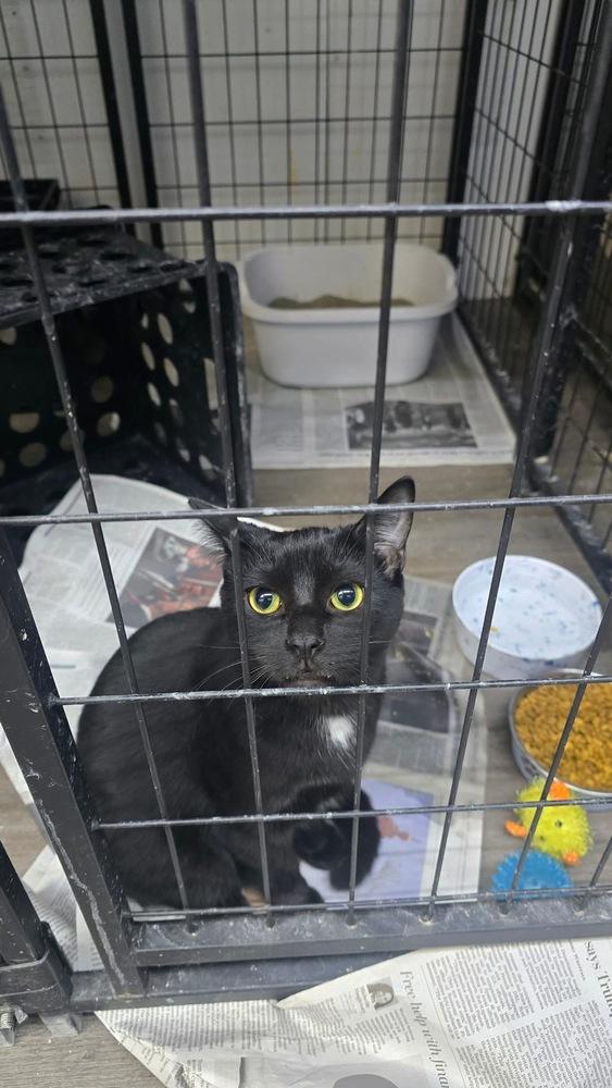 Enlarge Jon, a Adoptable mixed breed in Mishawaka, IN image 2/6