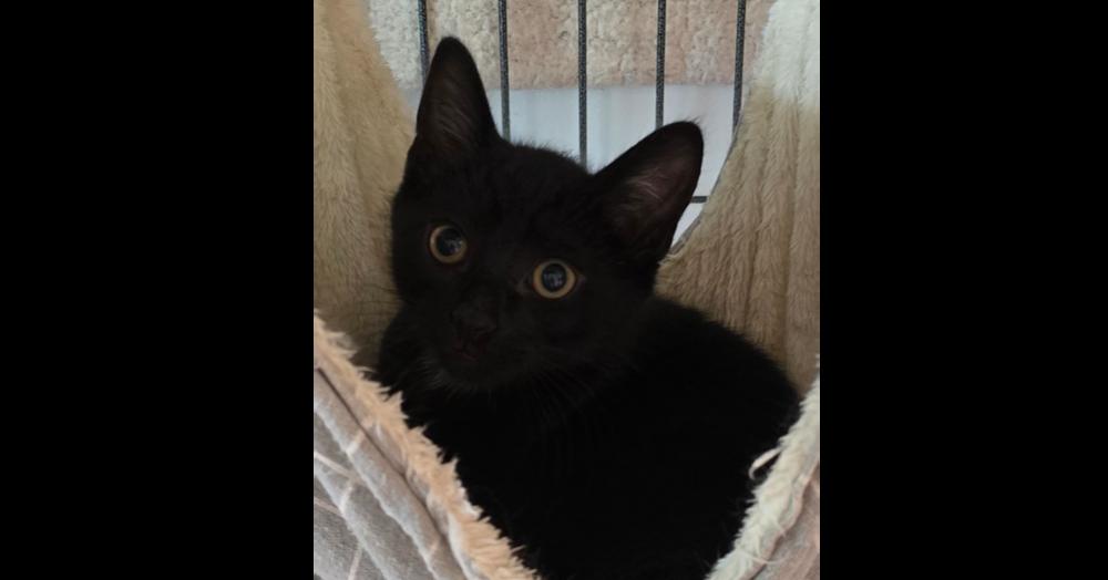 Jon, Adoptable, Kitten Male Domestic Short Hair.