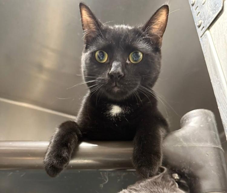 Enlarge Jon, a Adoptable mixed breed in Mishawaka, IN image 6/6