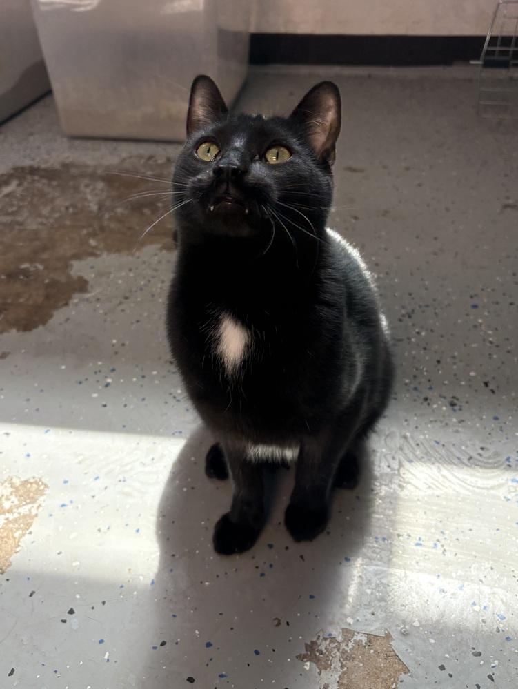 Jon, a Adoptable mixed breed in Mishawaka, IN image 5/6
