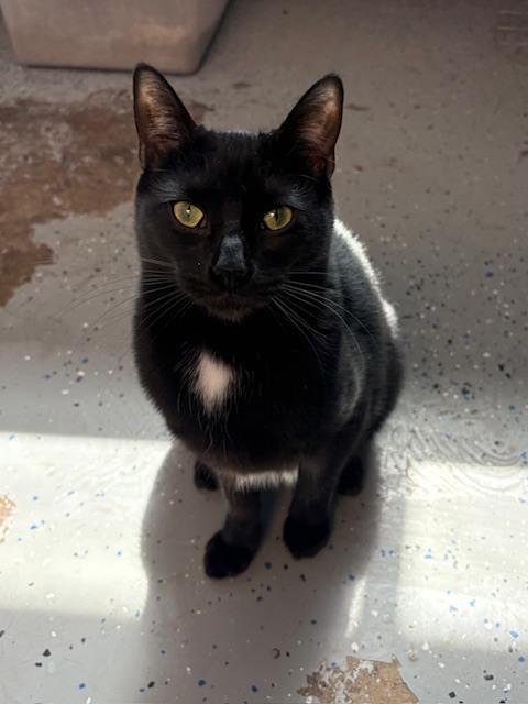 Enlarge Jon, a Adoptable mixed breed in Mishawaka, IN image 6/6