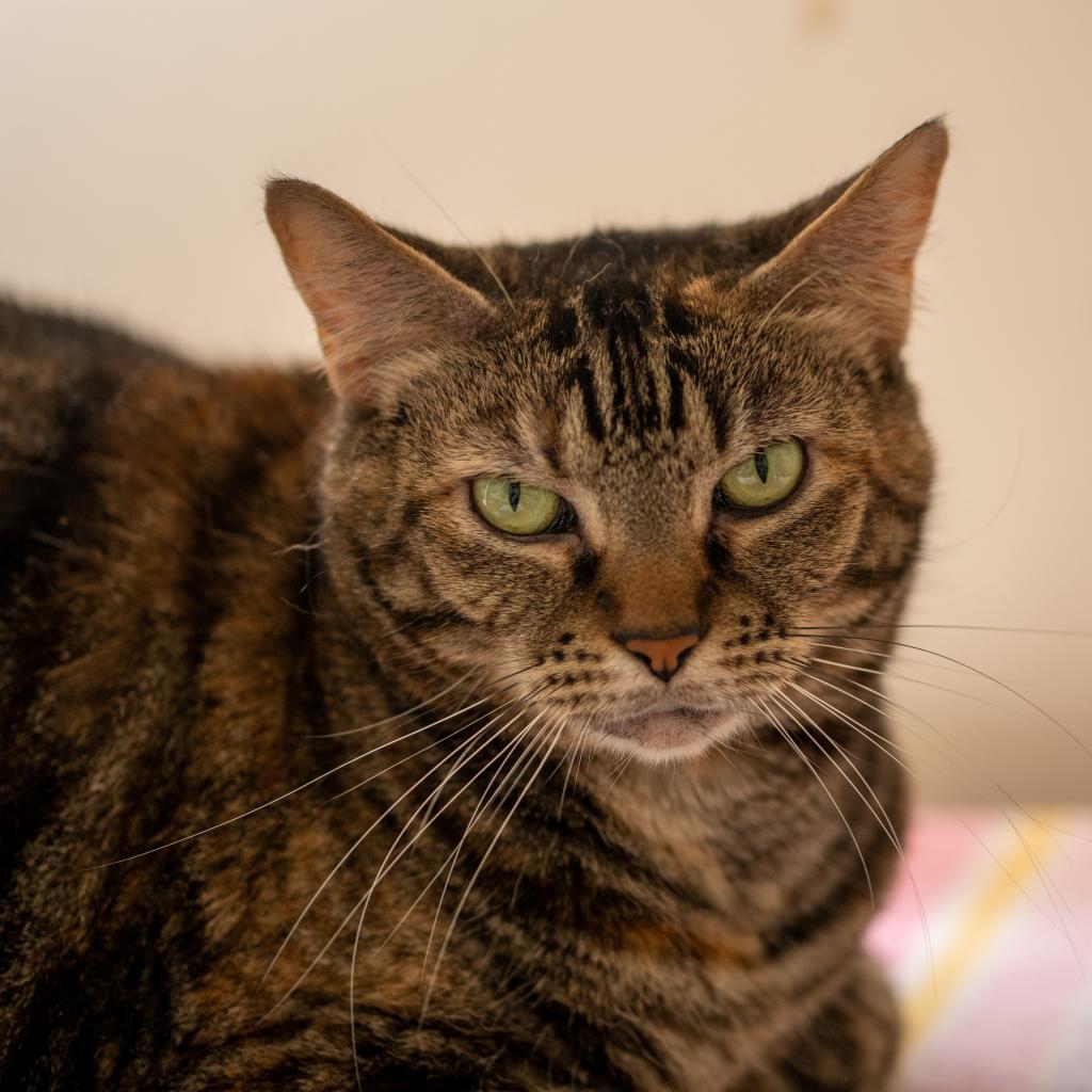Rita, Adoptable, Senior Female Domestic Short Hair.