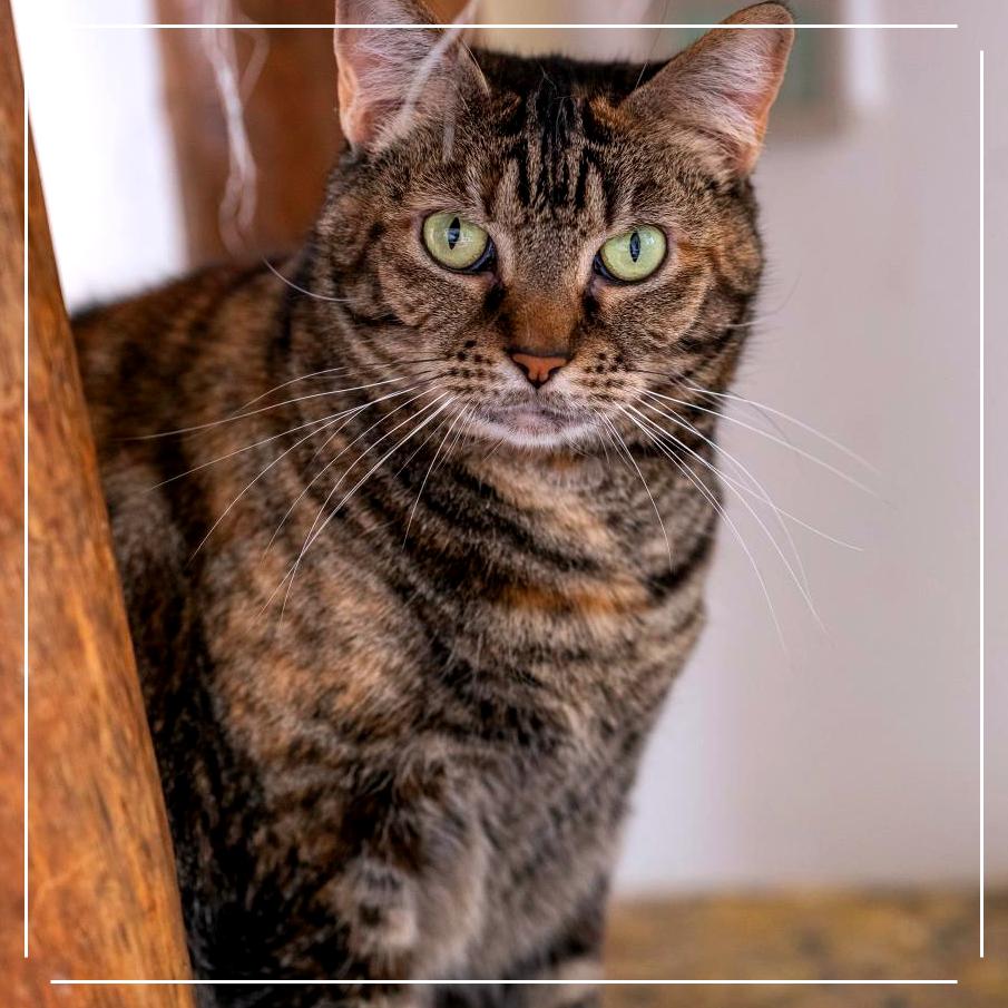 Enlarge Rita, a Adoptable Domestic Short Hair in Cumming, GA image 3/4