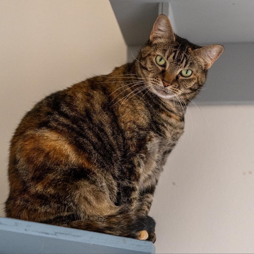 Enlarge Rita, a Adoptable Domestic Short Hair in Cumming, GA image 4/4