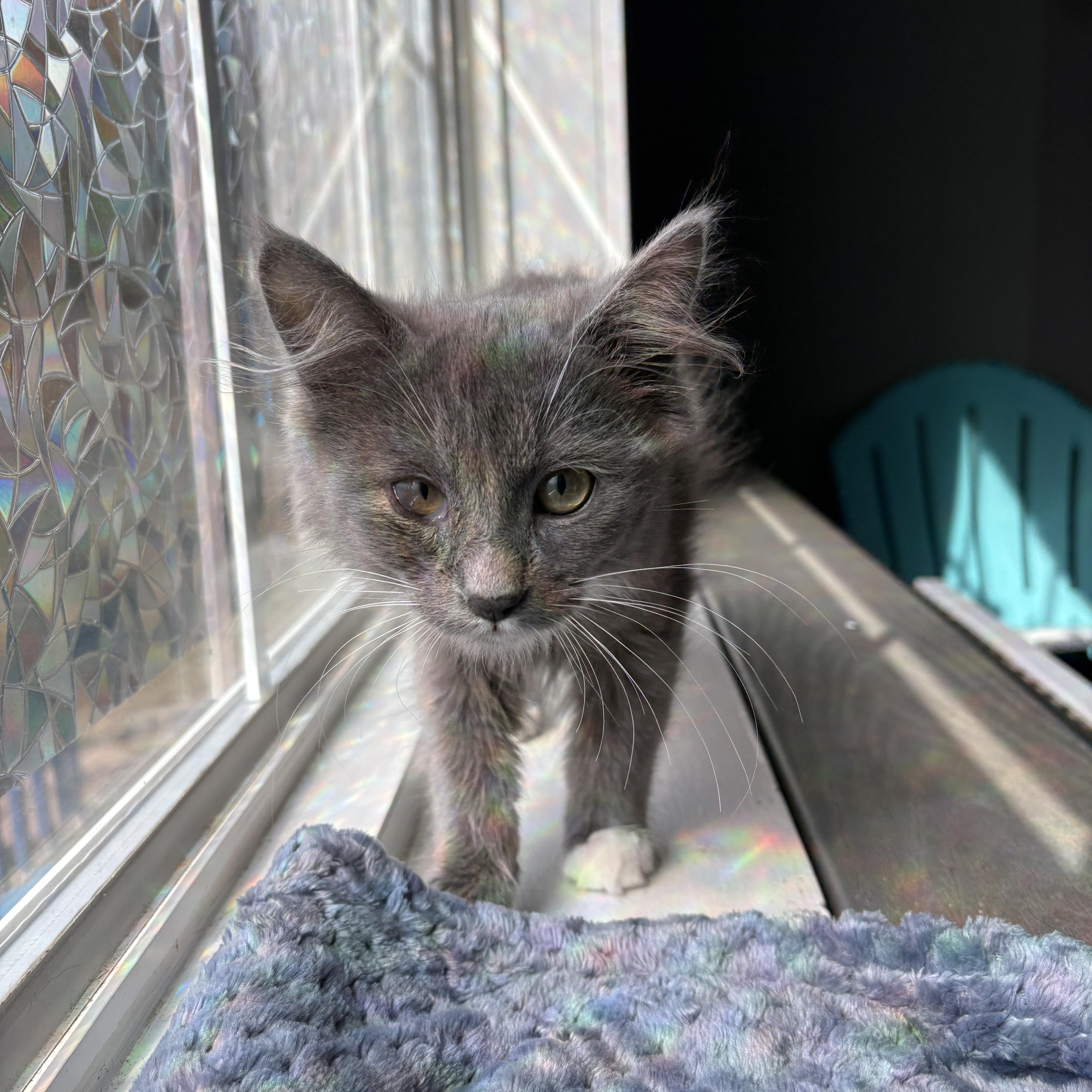 Jiji & Key Lime Pie, adopted, Kitten Female Domestic Long Hair.