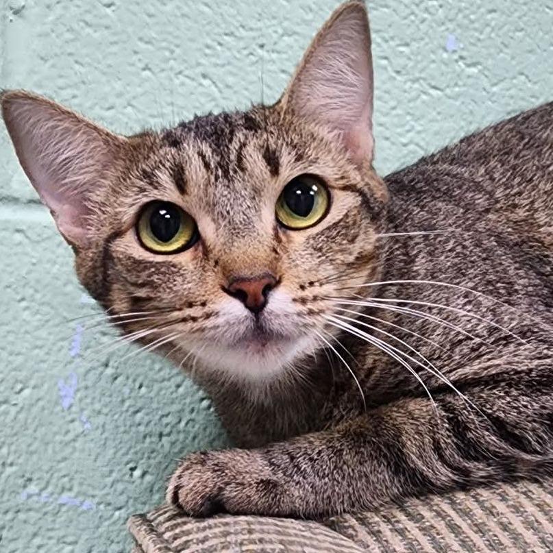 Peach, Adoptable, Young Female Domestic Short Hair.