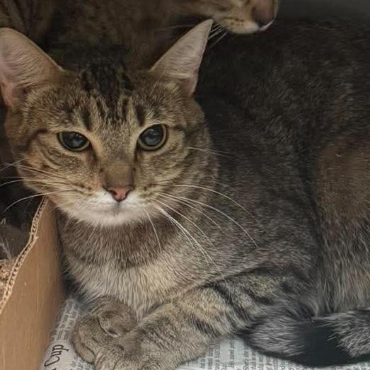 Peach, Adoptable, Young Female Domestic Short Hair.
