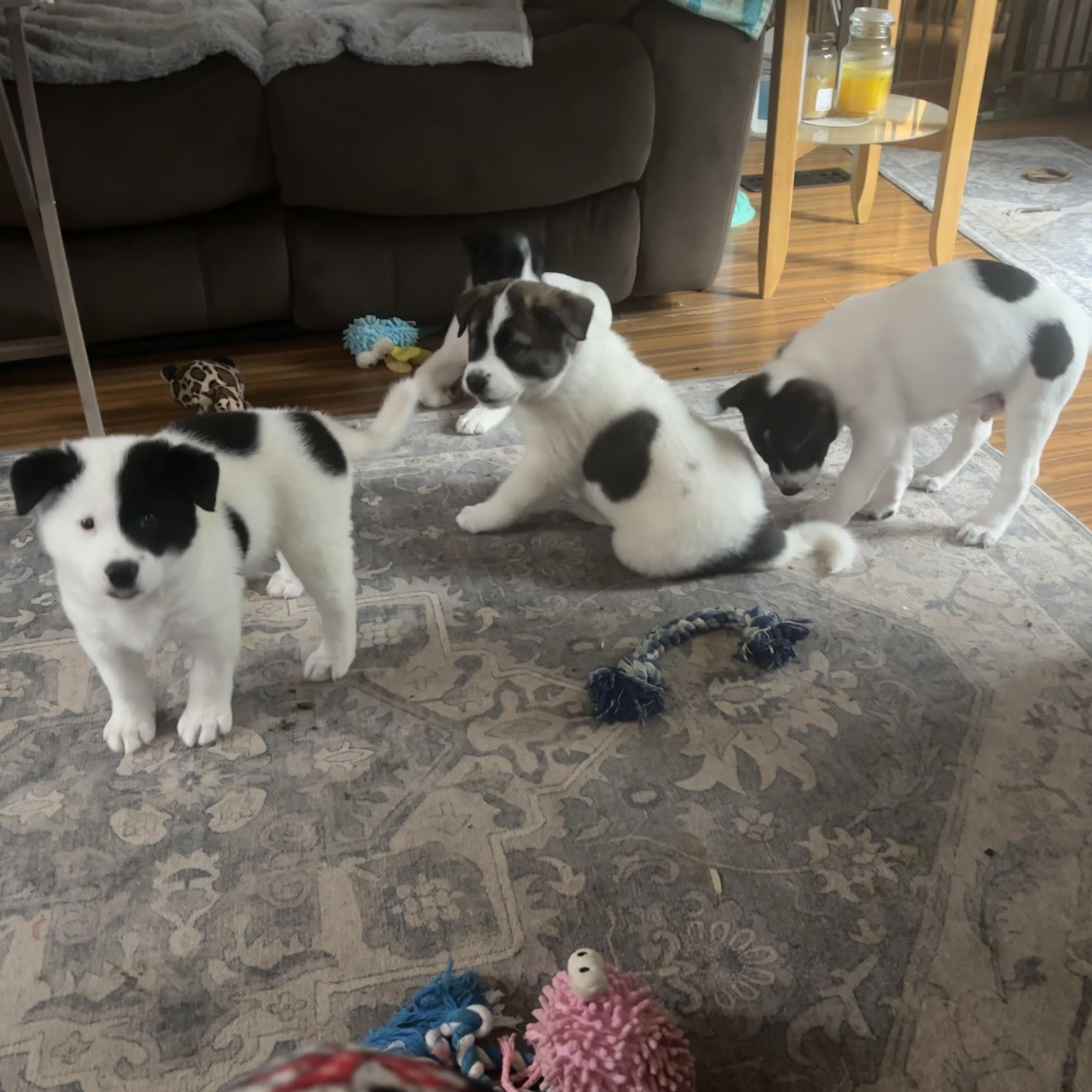 Sissy pup, a Adoptable mixed breed in Auburn, WA image 6/6