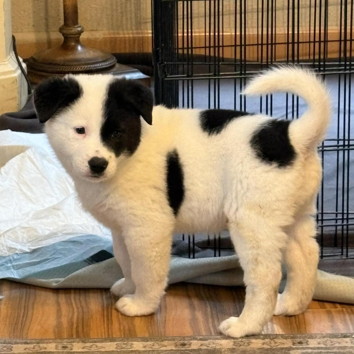 Sissy pup, a Adoptable mixed breed in Auburn, WA image 1/6