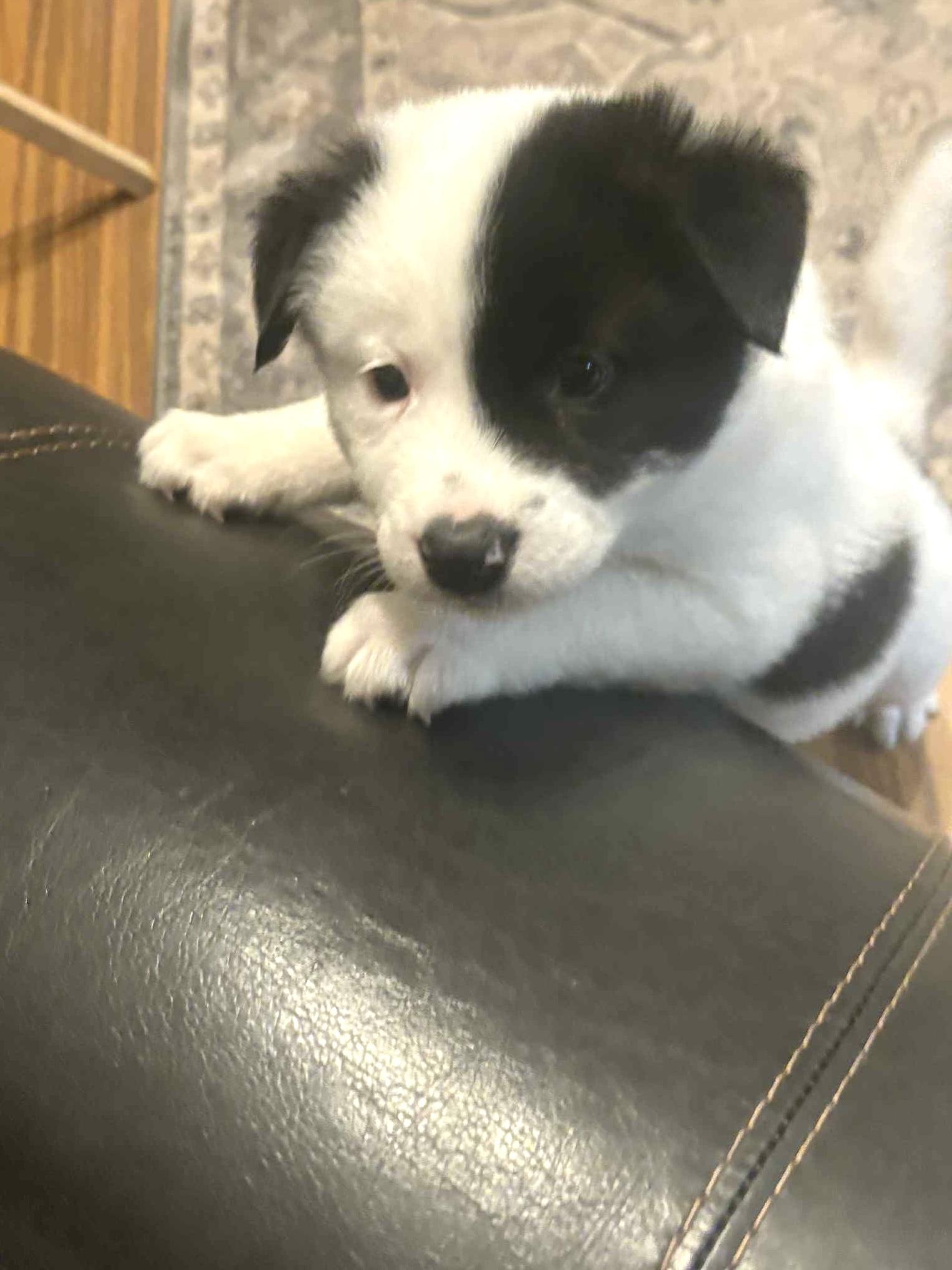 Sissy pup, a Adoptable mixed breed in Auburn, WA image 5/6