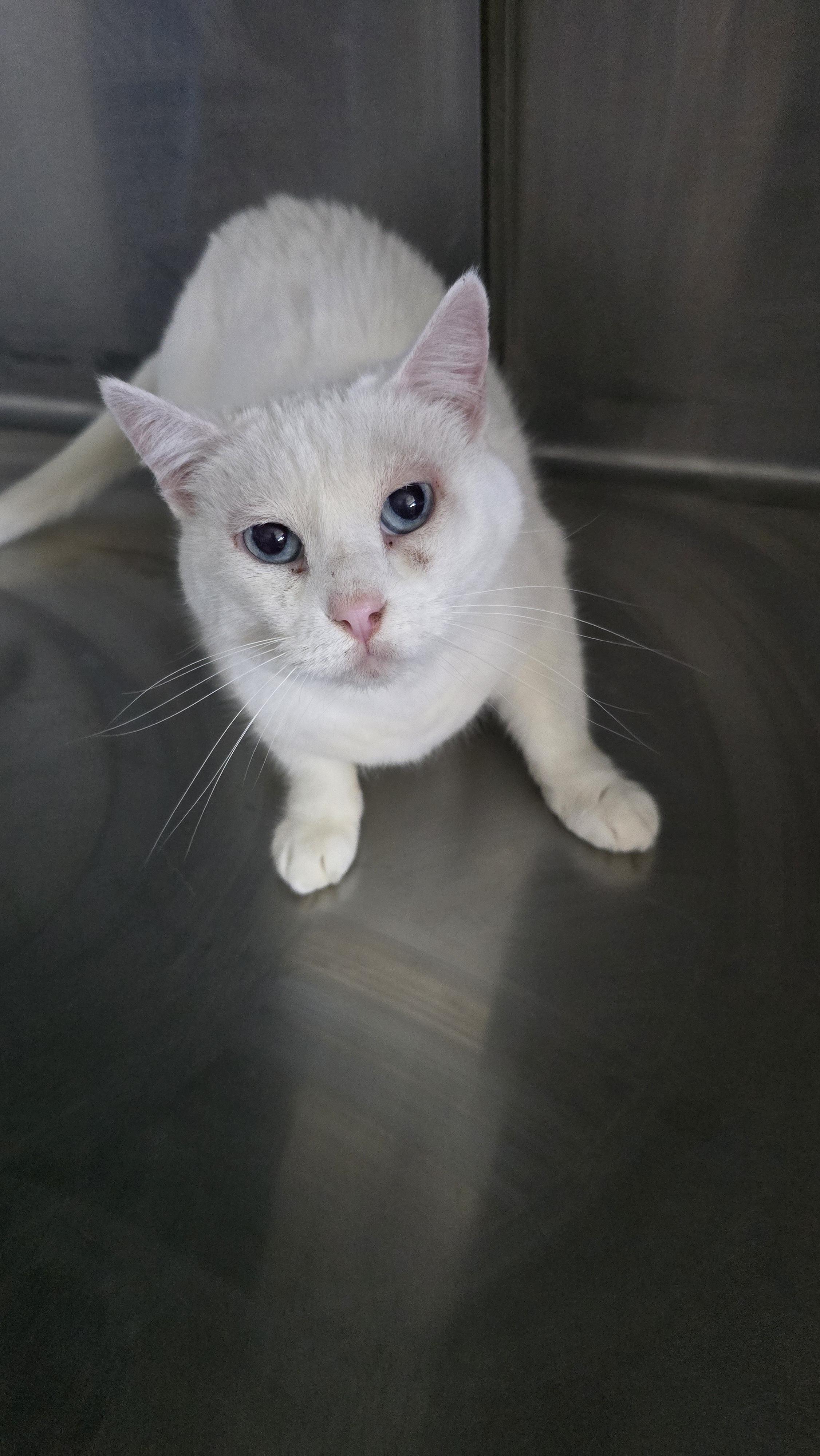 Nova Aurora, Adoptable, Senior Female Domestic Short Hair.