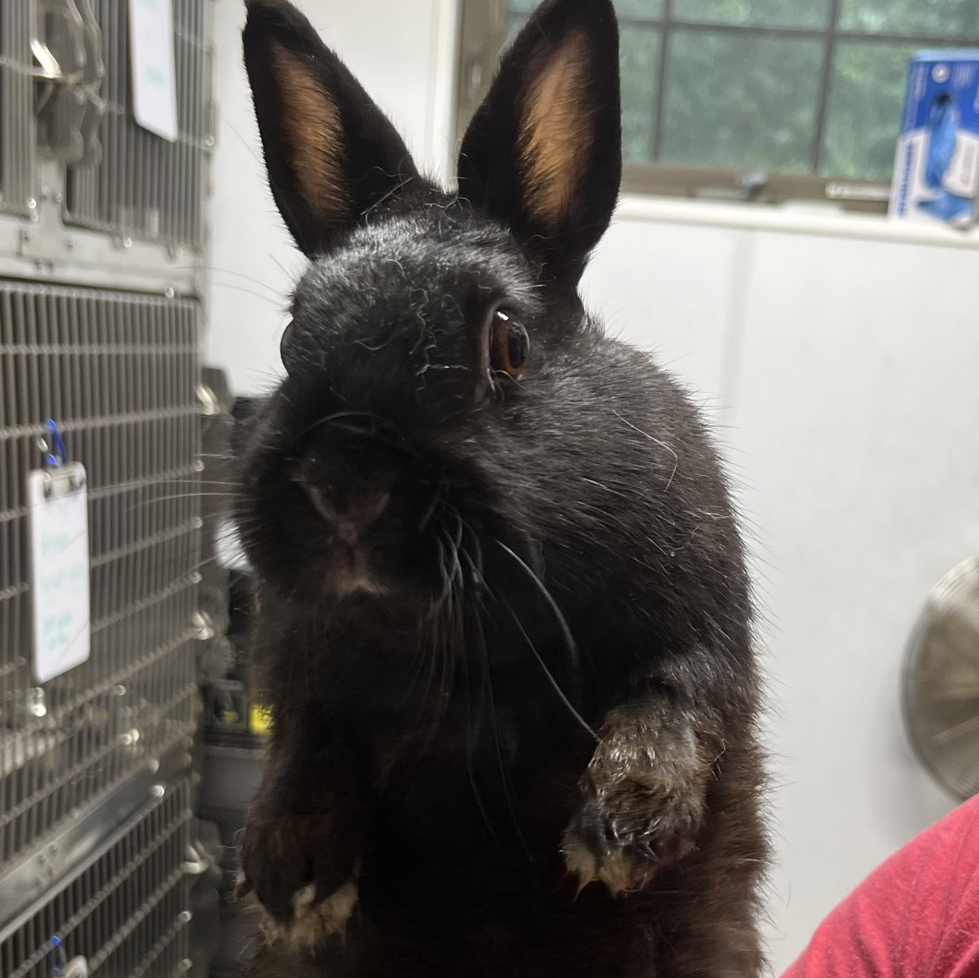 Nougat and Cobbler, Adoptable, Young Female English Spot.