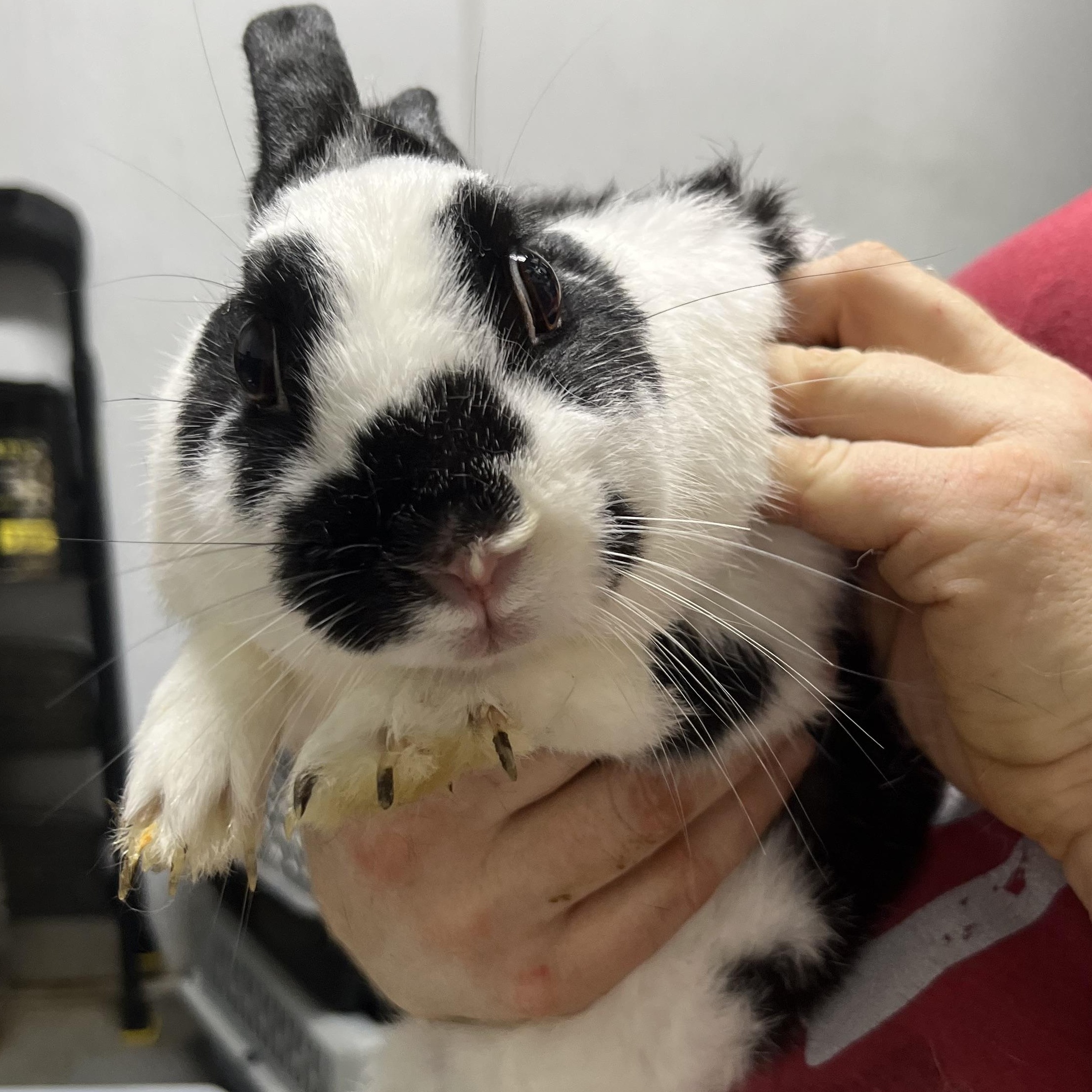 Nougat and Cobbler, a Adoptable mixed breed in North Haven, CT image 2/2
