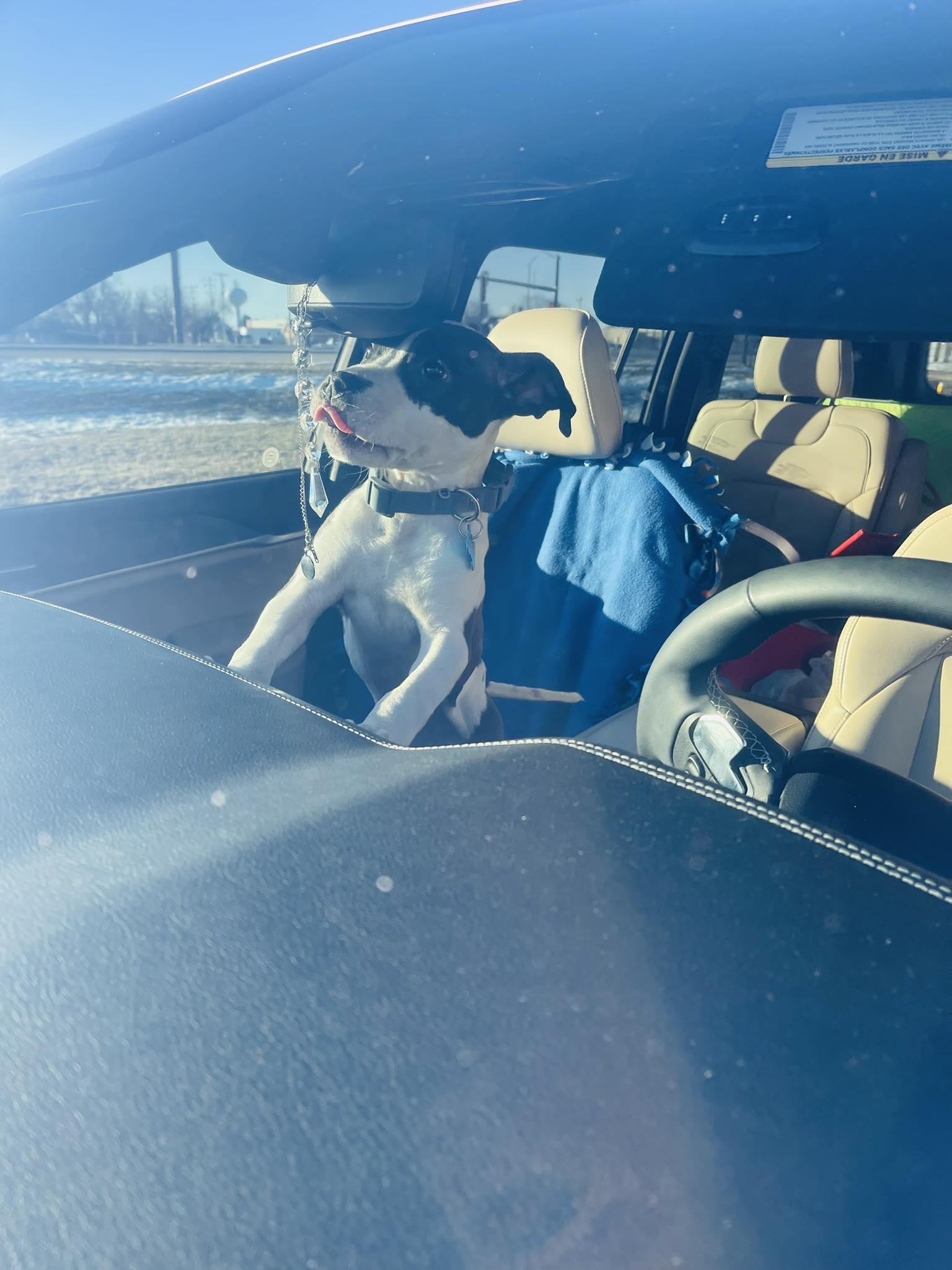 Enlarge Blair, a ADOPTABLE Mixed Breed in Clinton, WI image 4/5