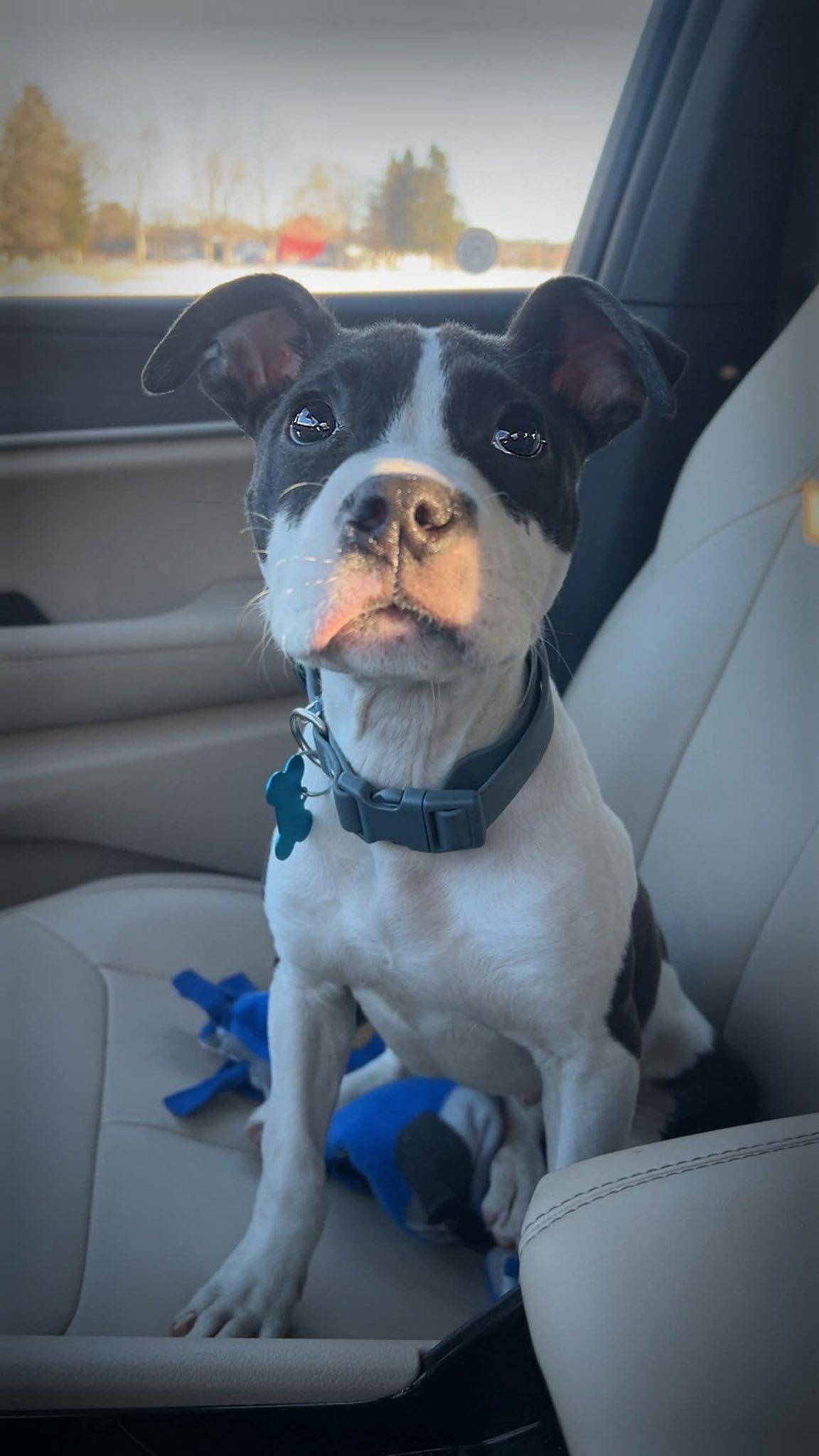 Enlarge Blair, a ADOPTABLE Mixed Breed in Clinton, WI image 5/5