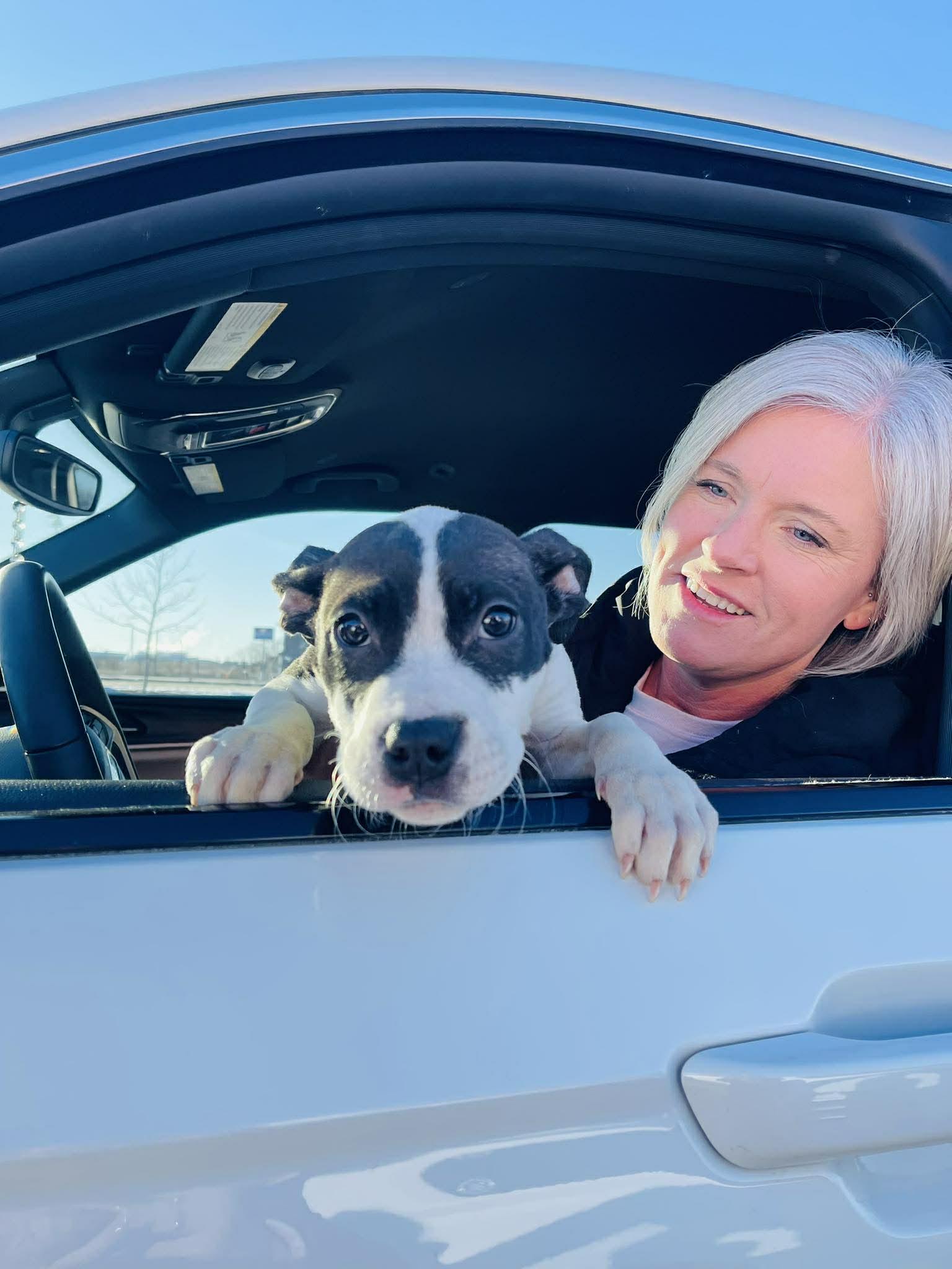 Enlarge Blair, a ADOPTABLE Mixed Breed in Clinton, WI image 3/5