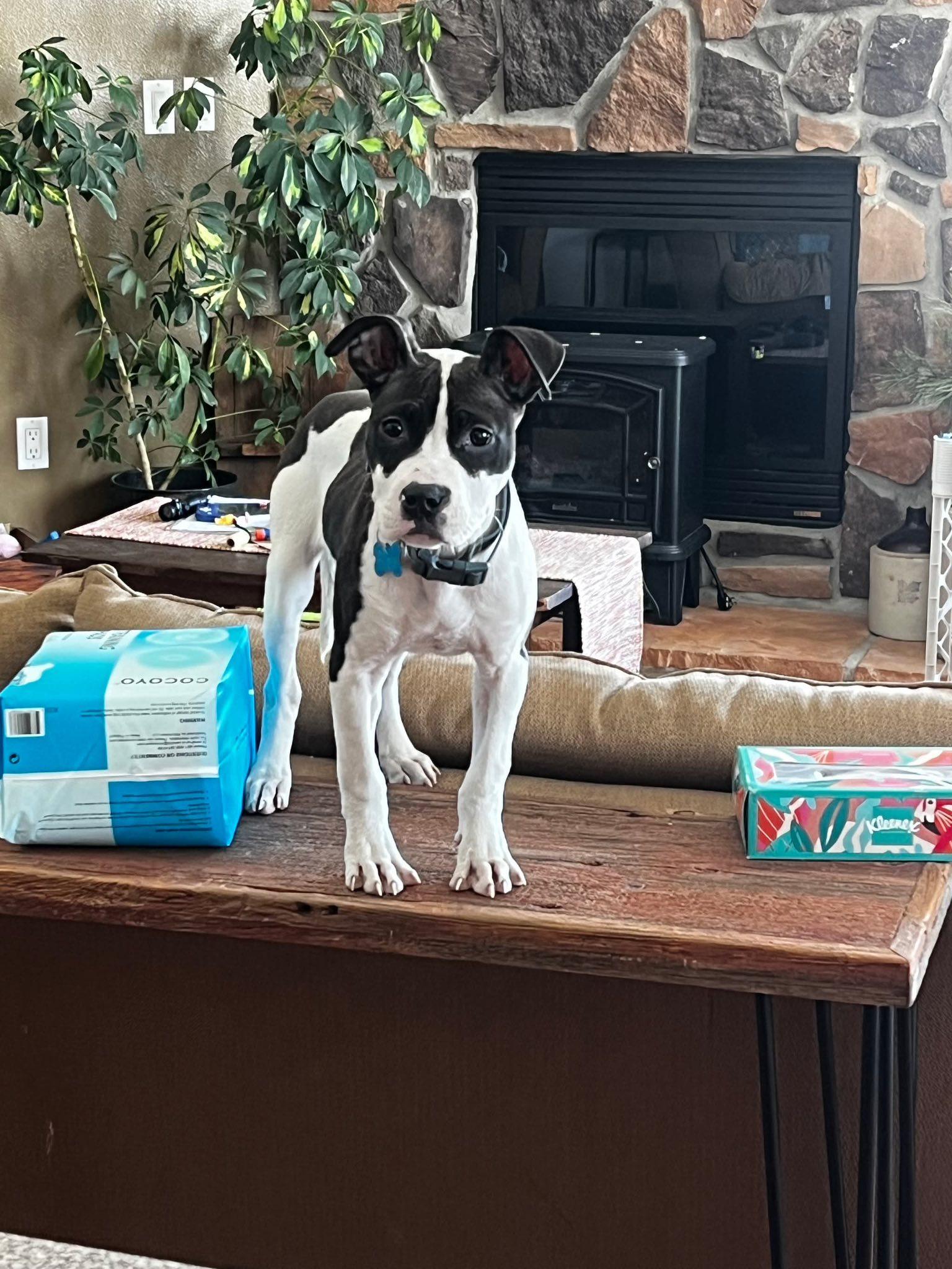 Enlarge Blair, a ADOPTABLE Mixed Breed in Clinton, WI image 2/5