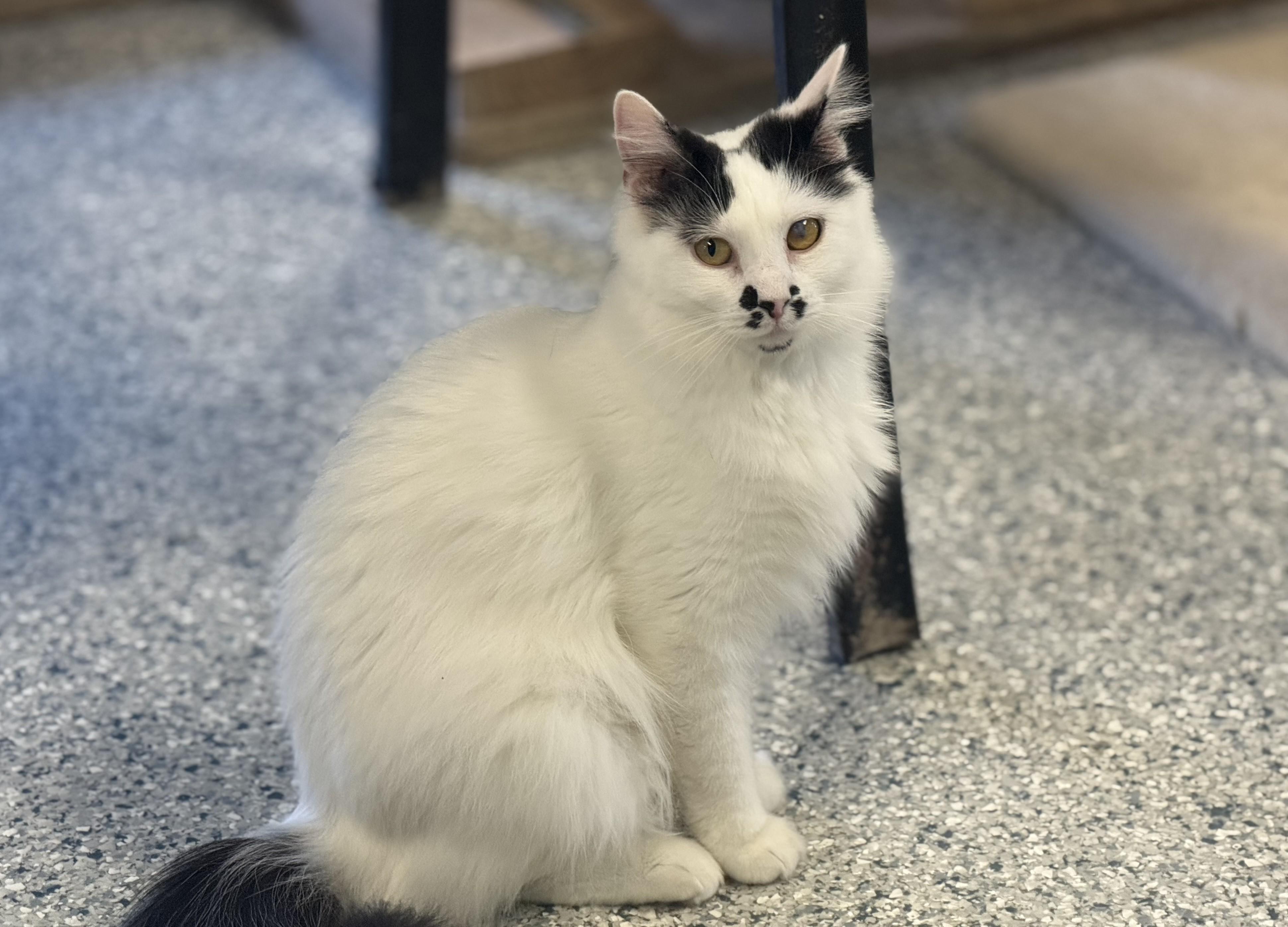 Halo, an adoptable Domestic Medium Hair in Pierre, SD, 57501 | Photo Image 2