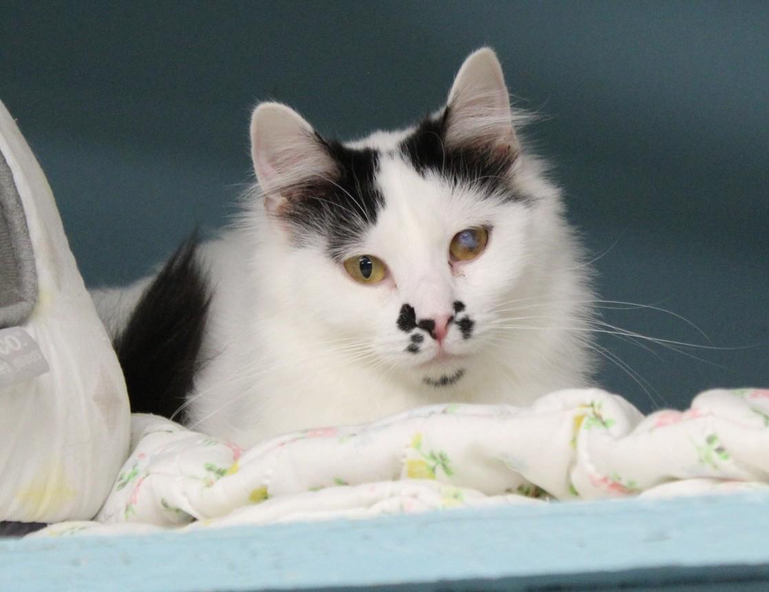 Halo, an adoptable Domestic Medium Hair in Pierre, SD, 57501 | Photo Image 1