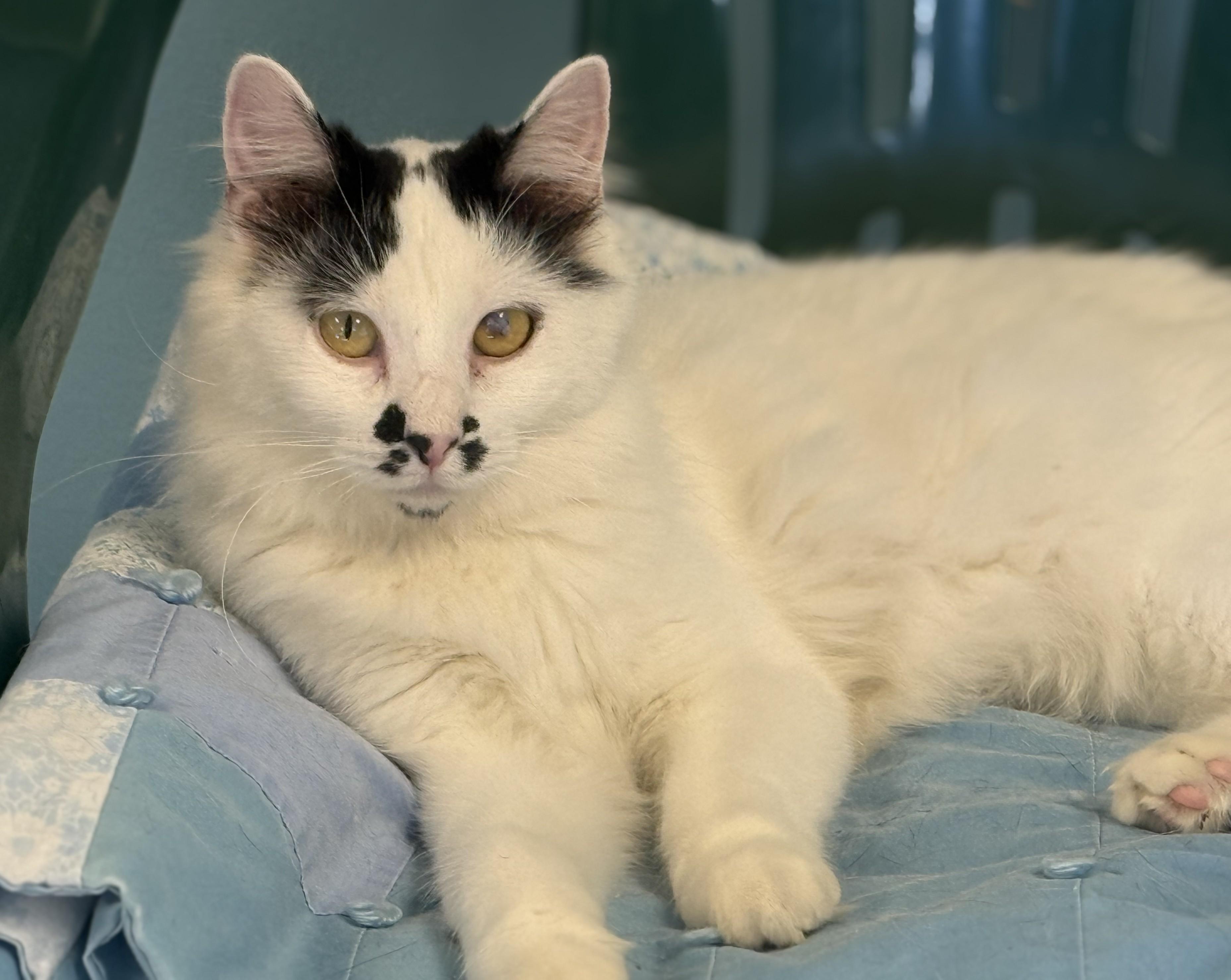 Halo, Adoptable, Young Female Domestic Medium Hair.