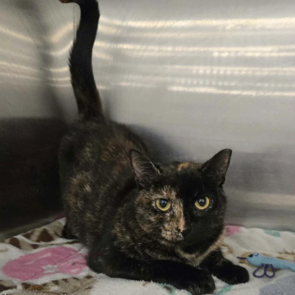 Bellany, Adoptable, Young Female Domestic Short Hair.