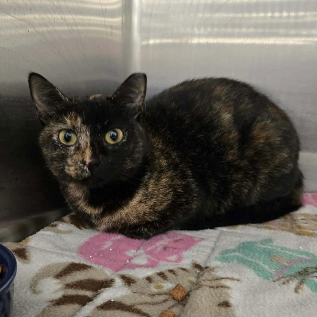 Enlarge Bellany, a Adoptable Domestic Short Hair in Williston, FL image 2/3