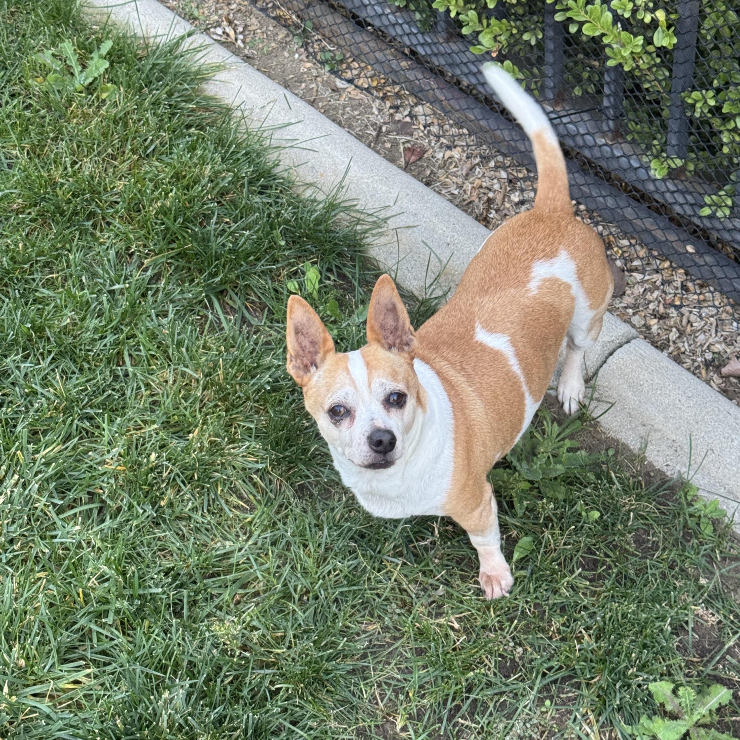 Gordo - Chicken - Lucky, a ADOPTABLE mixed breed in West Hollywood, CA image 1/5