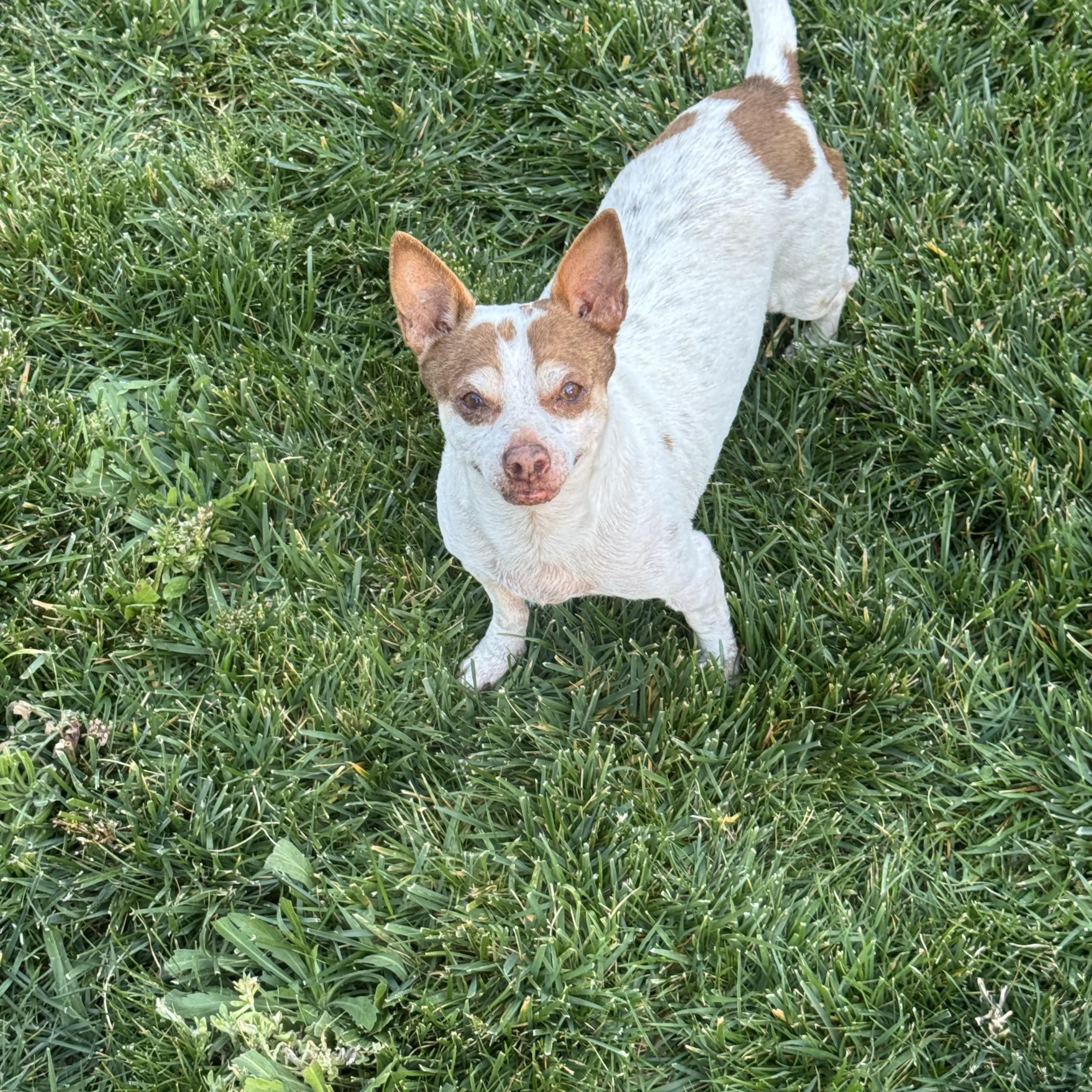Gordo - Chicken - Lucky, a ADOPTABLE mixed breed in West Hollywood, CA image 2/5