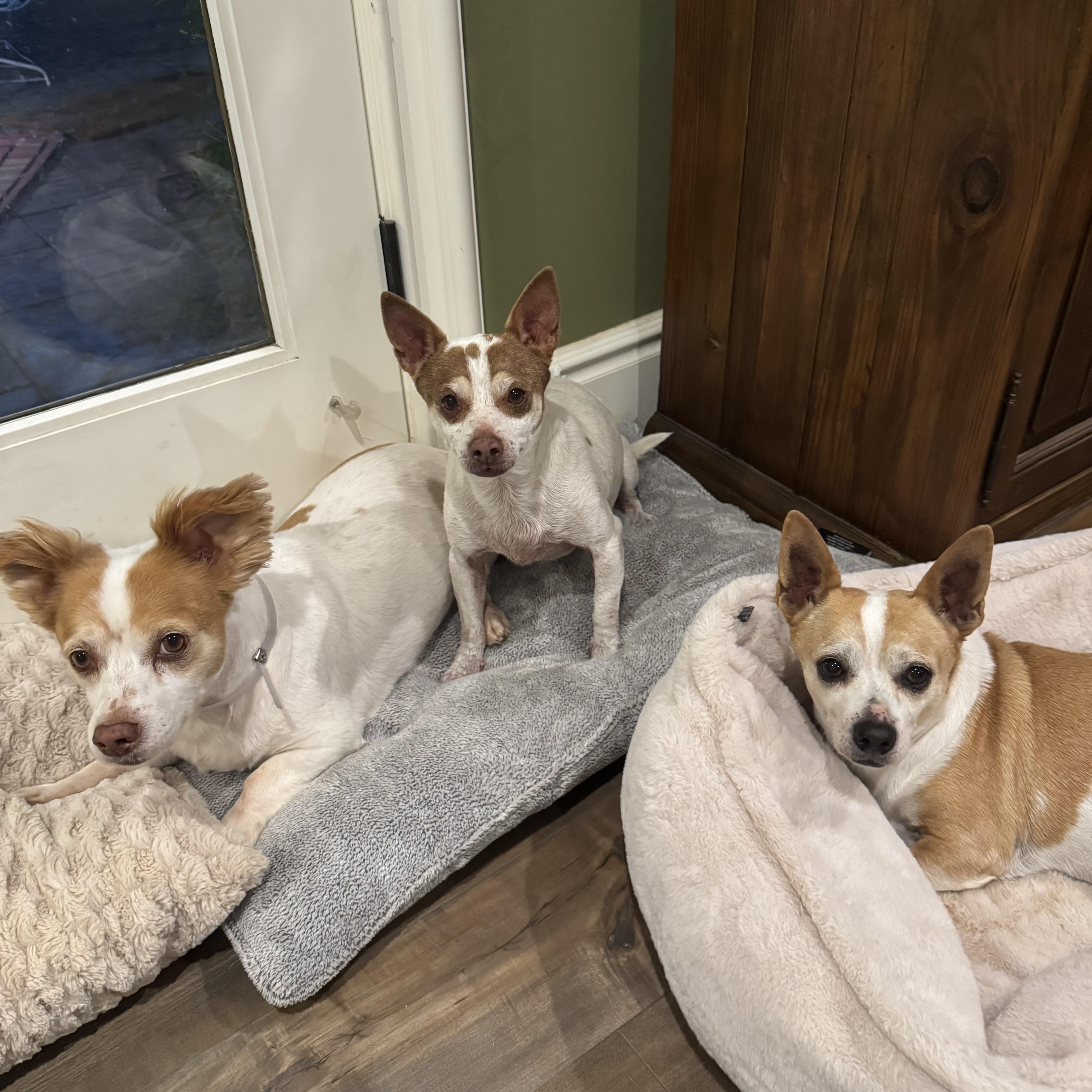 Gordo - Chicken - Lucky, a ADOPTABLE mixed breed in West Hollywood, CA image 3/5