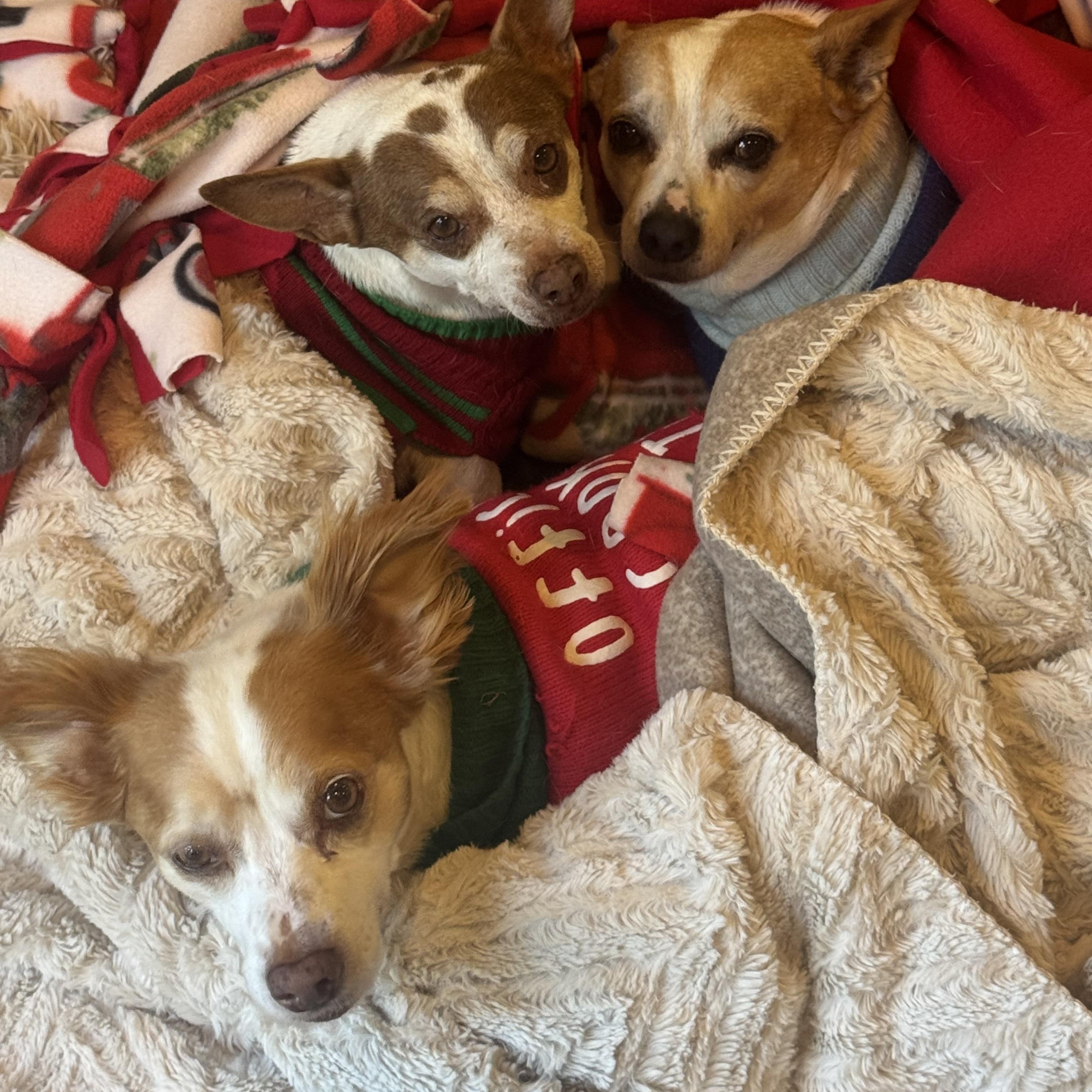 Gordo - Chicken - Lucky, a ADOPTABLE mixed breed in West Hollywood, CA image 4/5