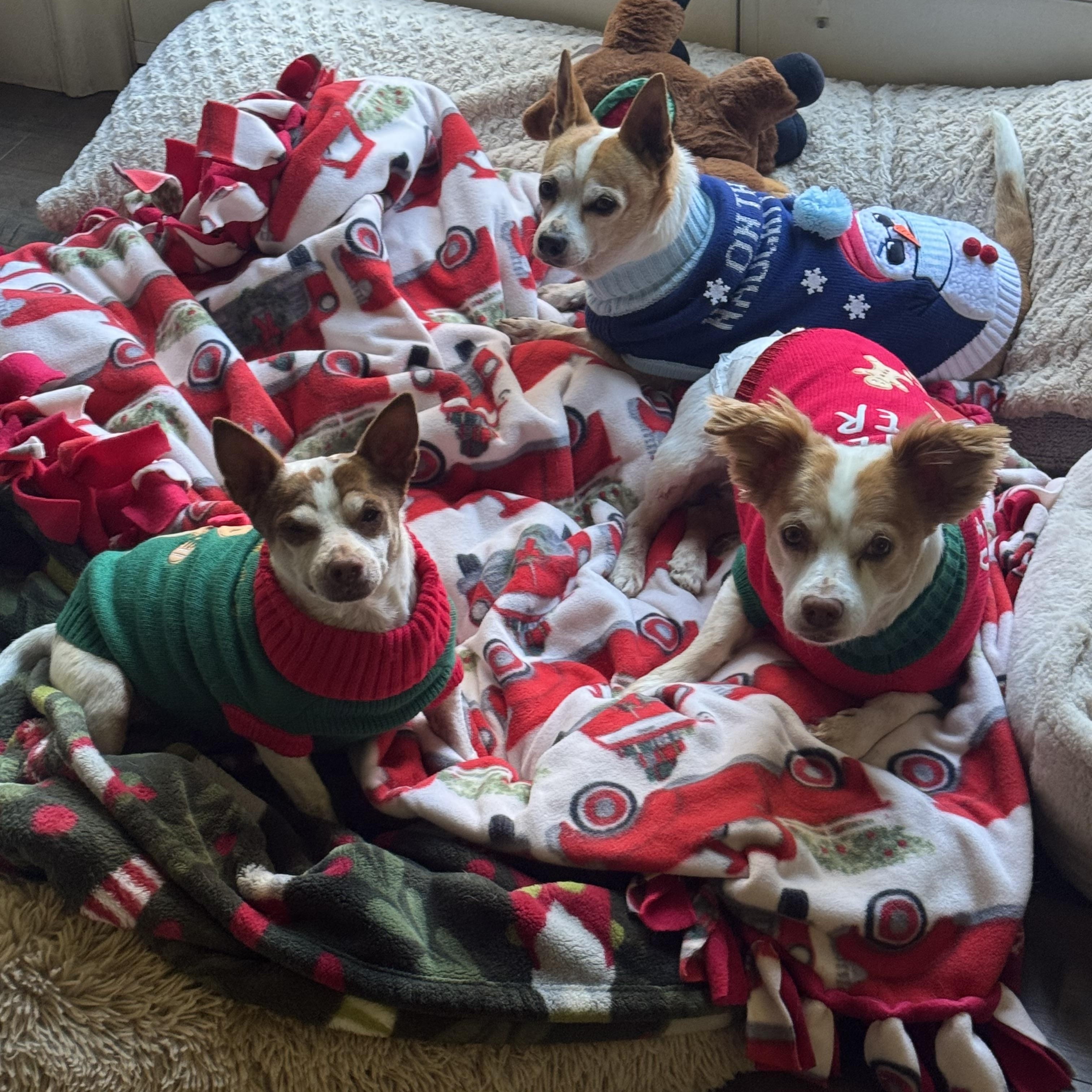 Gordo - Chicken - Lucky, a ADOPTABLE mixed breed in West Hollywood, CA image 5/5