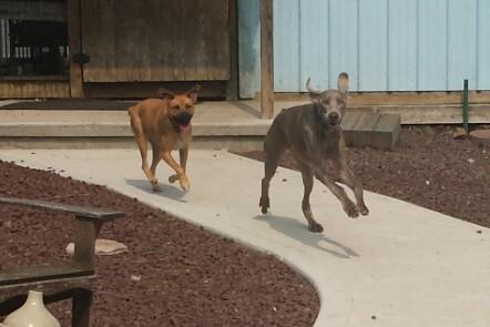 Shandy photo 3