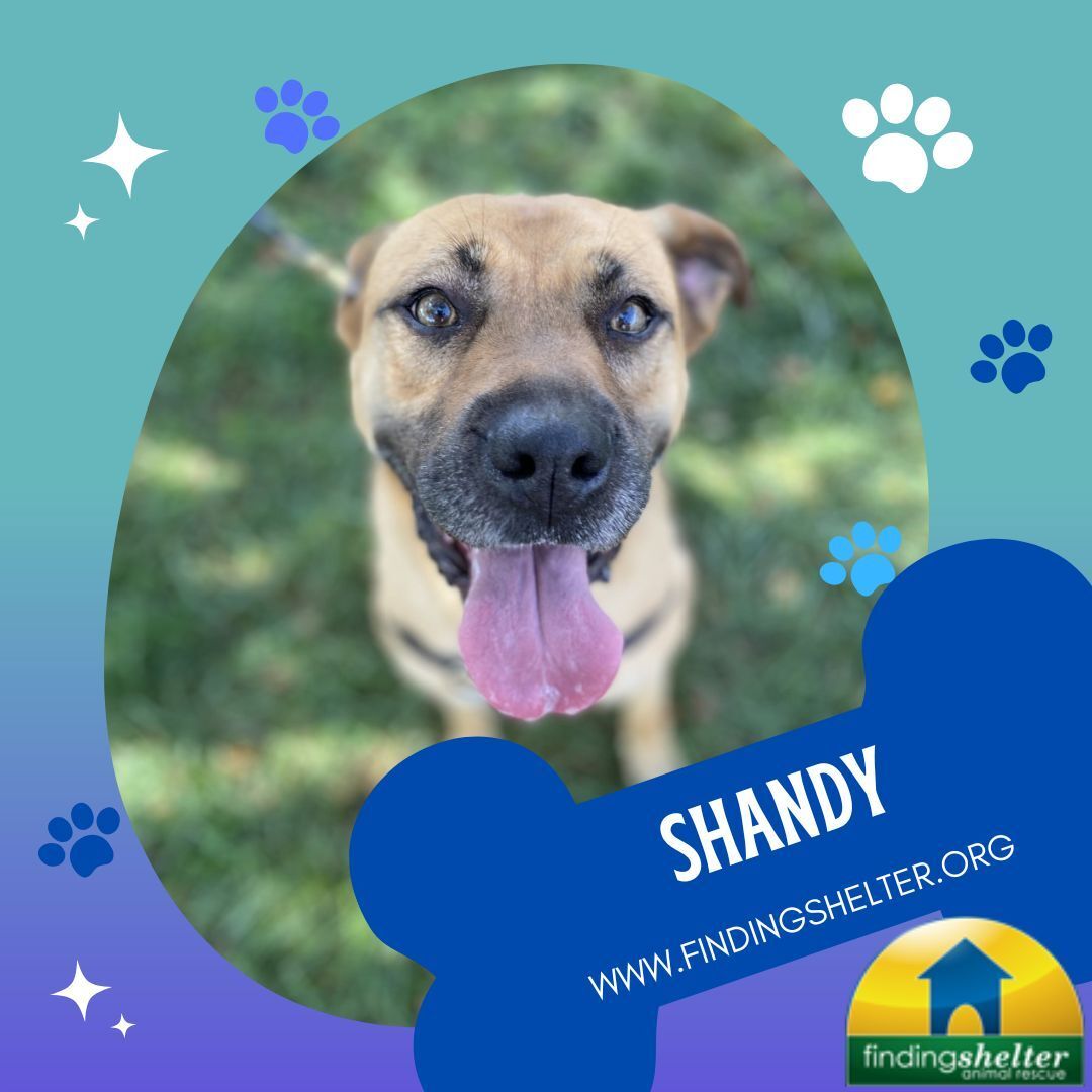 Shandy photo 1