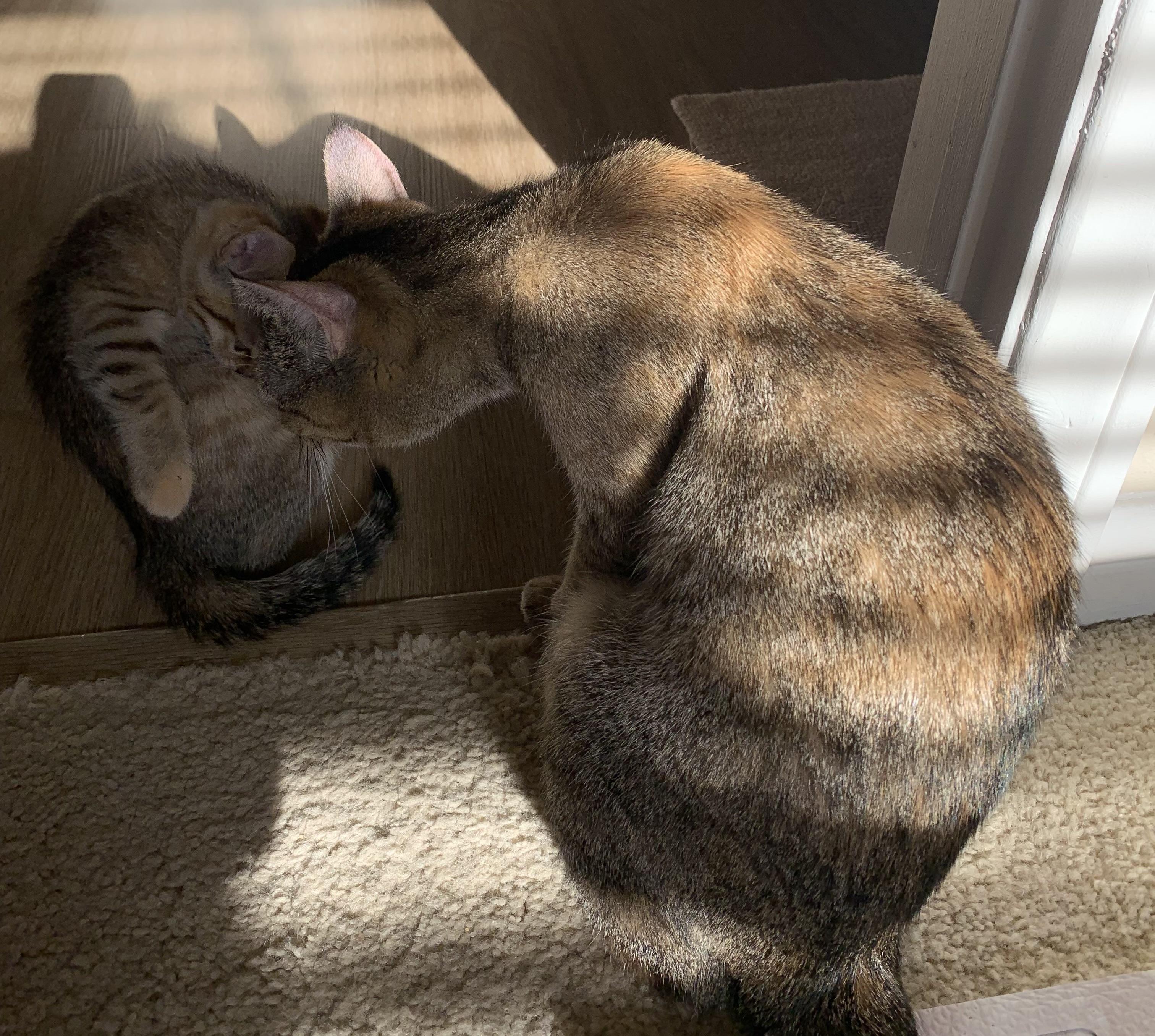 Olivia photo 6